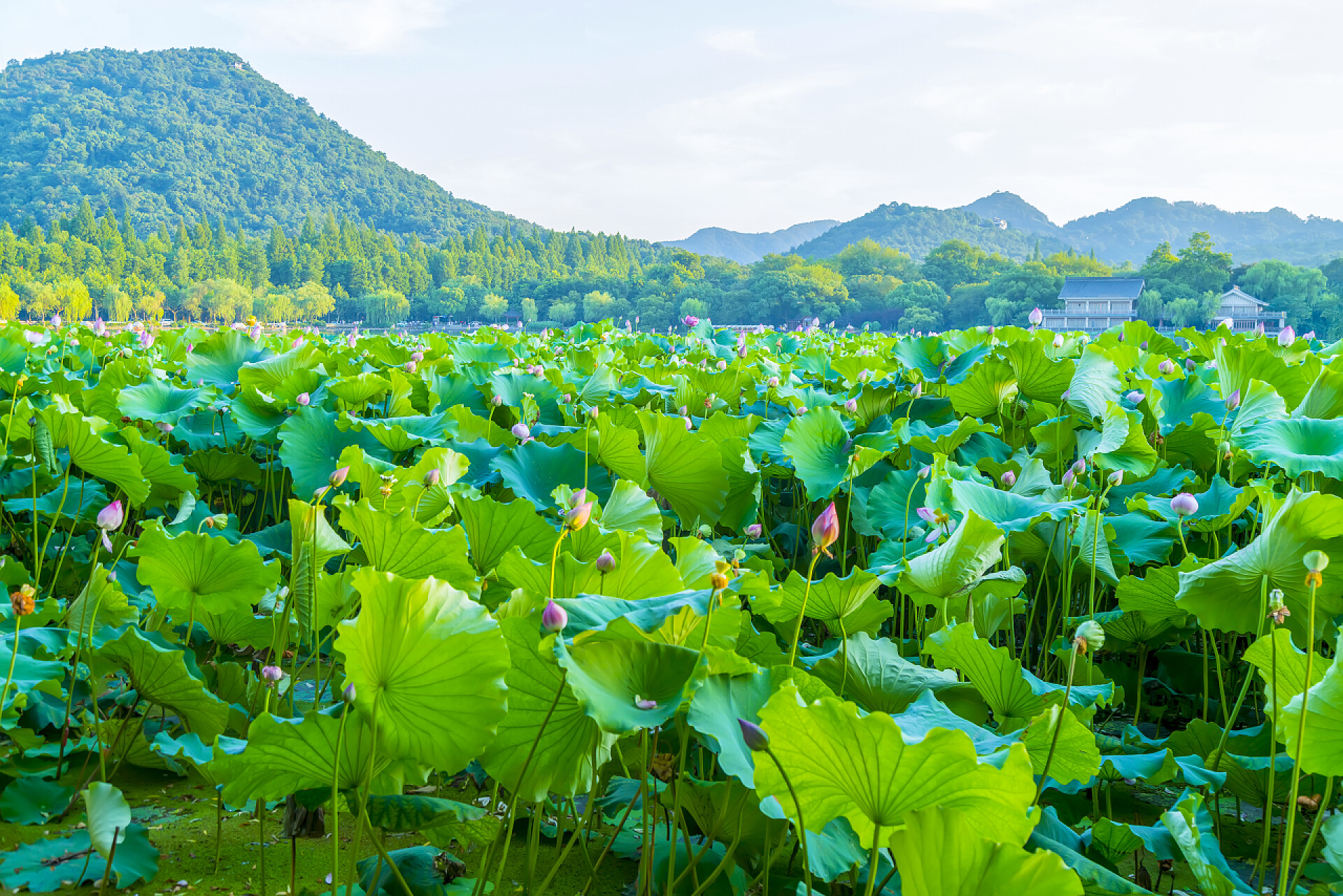 西湖的荷塘西湖荷塘
