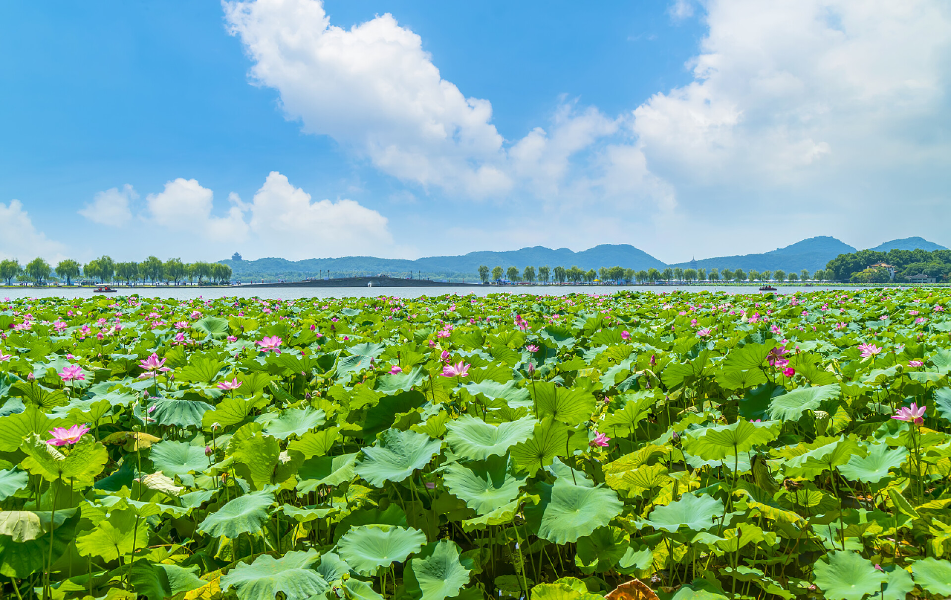 荷花荷叶夏荷西湖的荷塘西湖荷塘