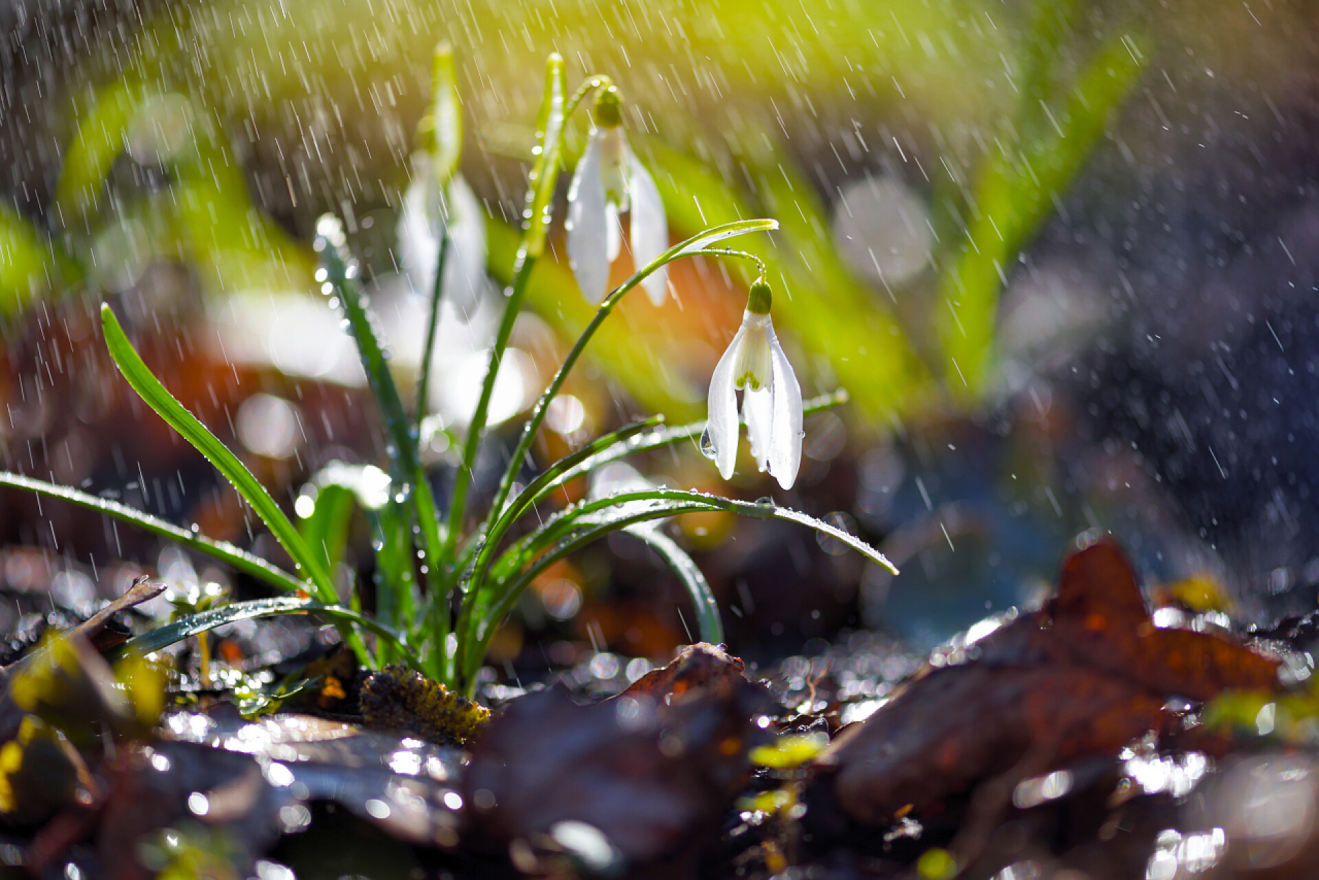 雨水下的绿色植物白雪公主（Galanthus），阳光下有雨。温暖的港湾象征着春天的到来.