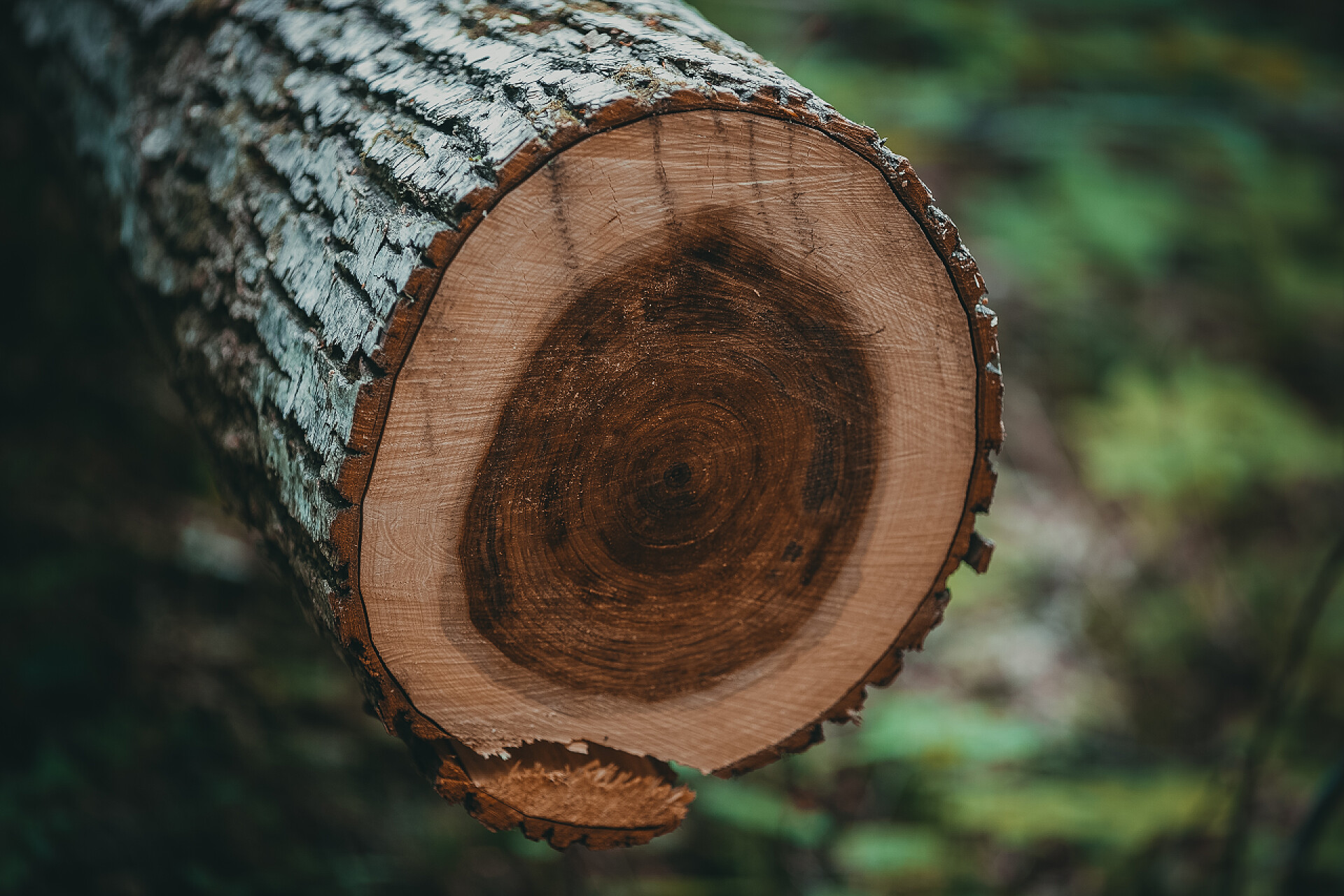 一棵幼树的整齐切面森林砍伐。一棵幼树锯成的整齐的锯子.