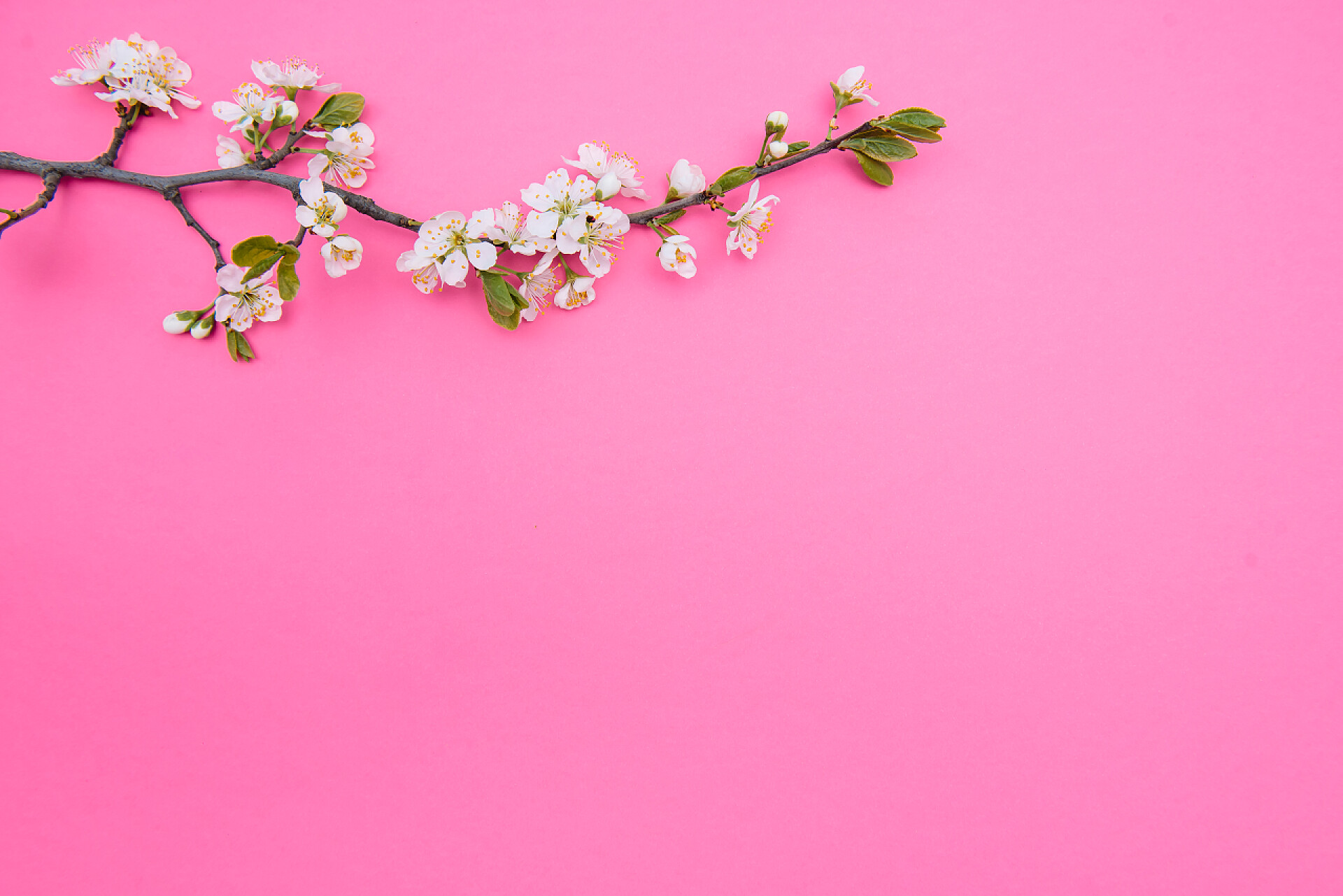 红色背景上的白色樱花红色背景的春白樱花树的照片。从上面看,平铺,复制空间.春夏背景.