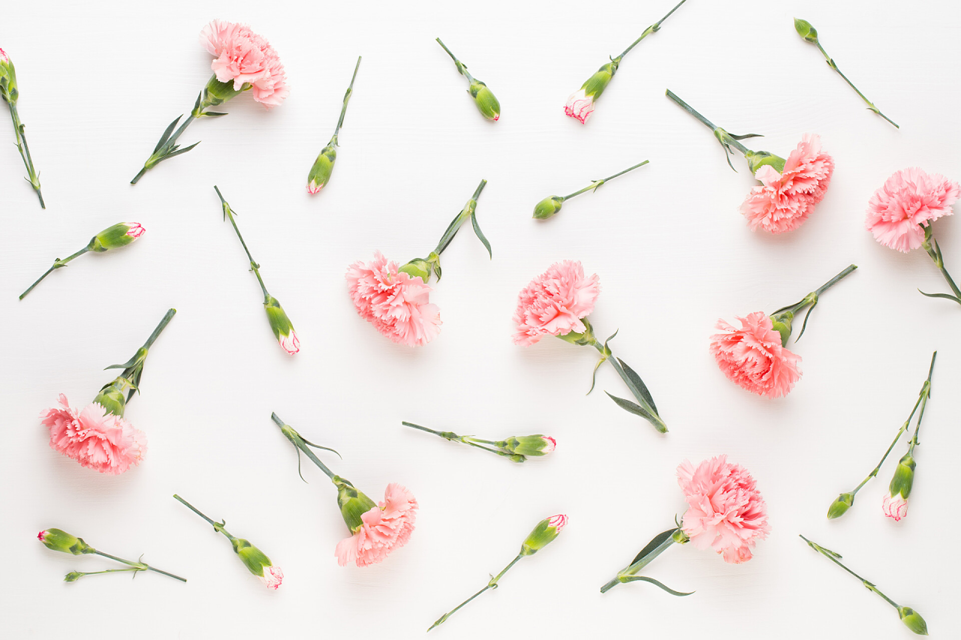 白色背景上的粉色康乃馨花粉色康乃馨花，白色背景。情人节贺卡,平铺,顶视图,复制空间.