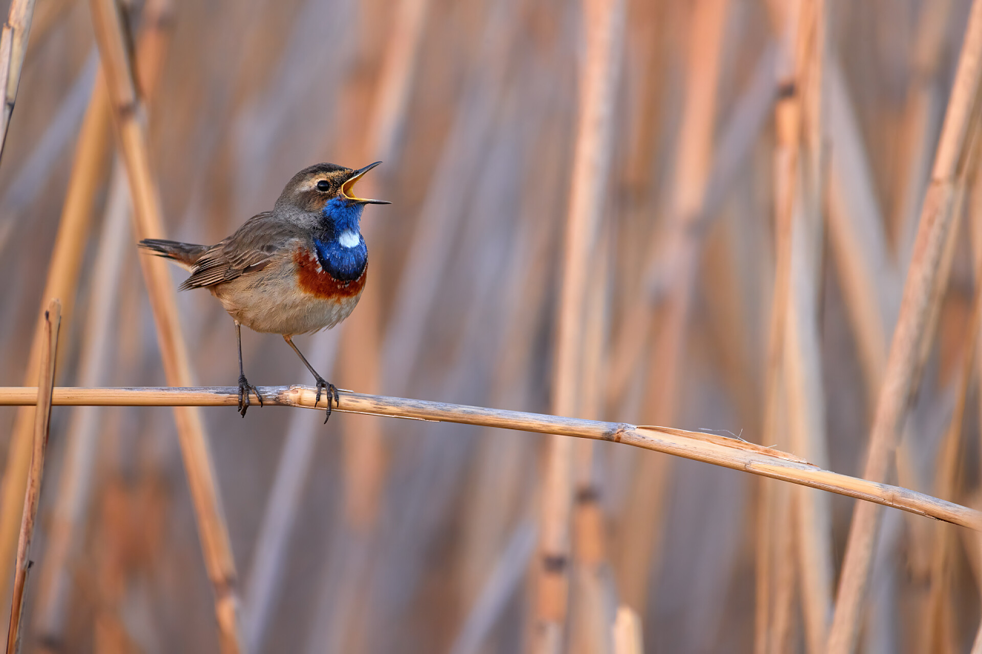 蓝色橙色的鸟在芦苇里歌唱大自然的春天，主题。白斑蓝藻（Luscinia svecica cyanecula） 。蓝色橙色的鸟在芦苇里歌唱。四月，捷克的春天。欧洲.