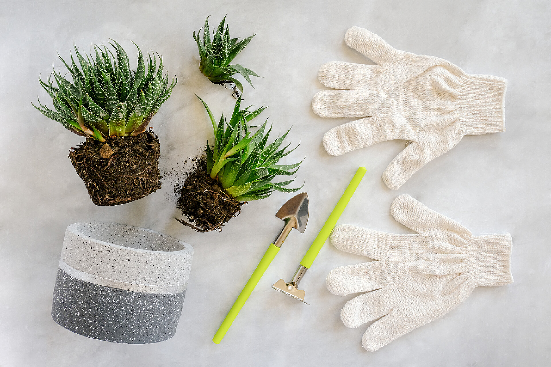 移植室内花卉和室内植物移植室内花卉和室内植物。大理石桌上的绿色肉汤、混凝土锅、白手套、耙和铲子工具。概念花卉栽培或园艺。顶视图平放.