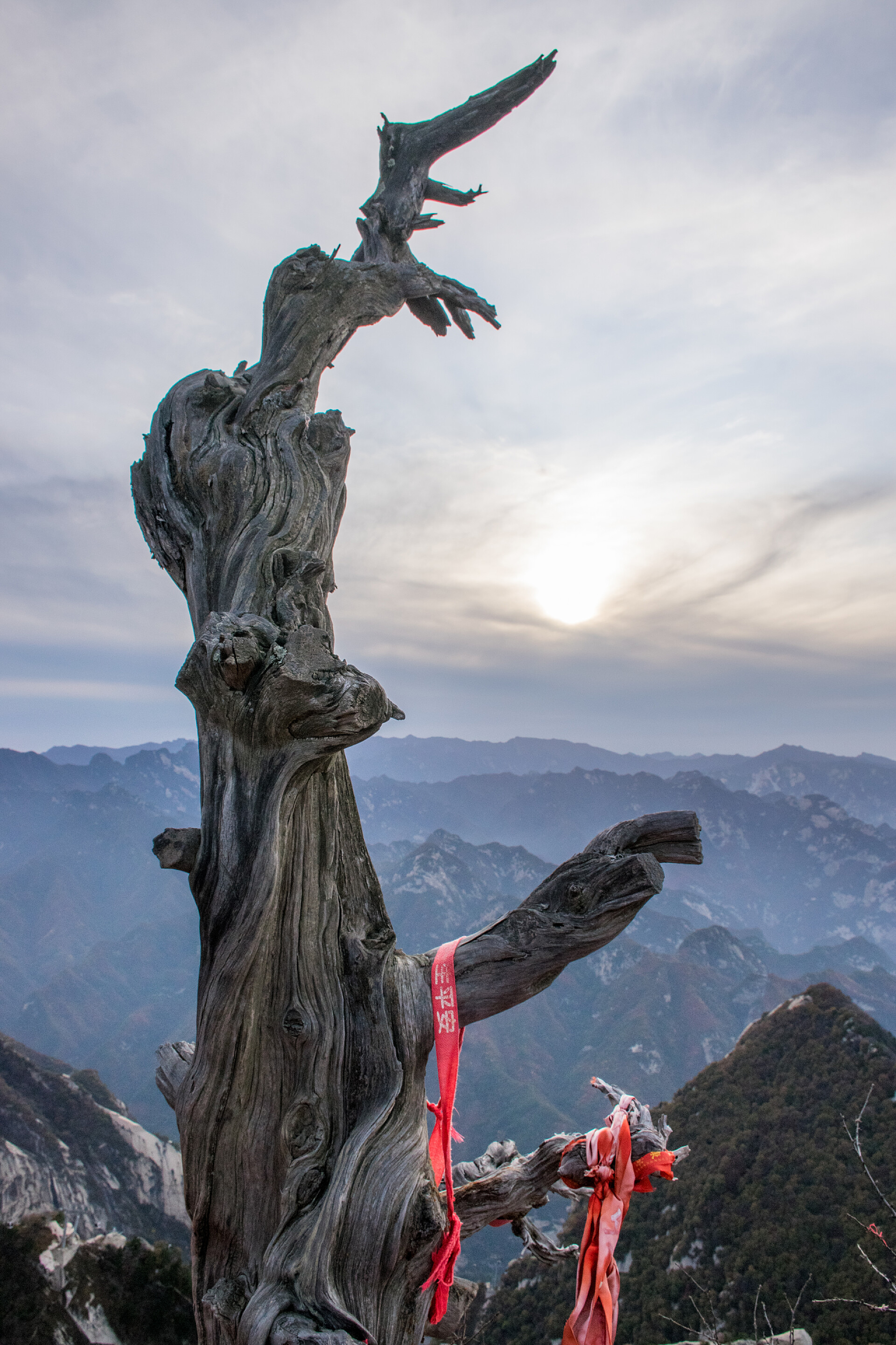 华山顶上的一棵孤零零的树华山顶上的一棵孤零零的树。中国西安陕西最受欢迎旅游胜地的山顶谷地.