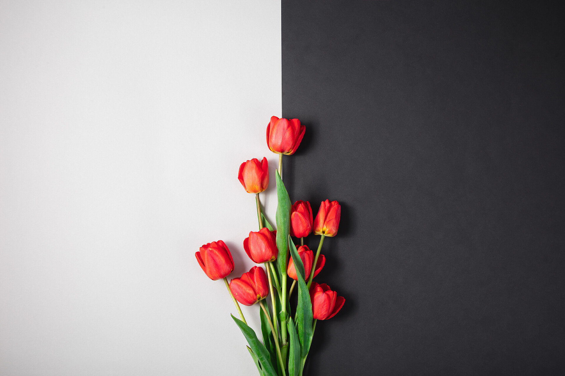 半黑半白背景上的红色郁金香红花郁金香半黑色和白色背景.