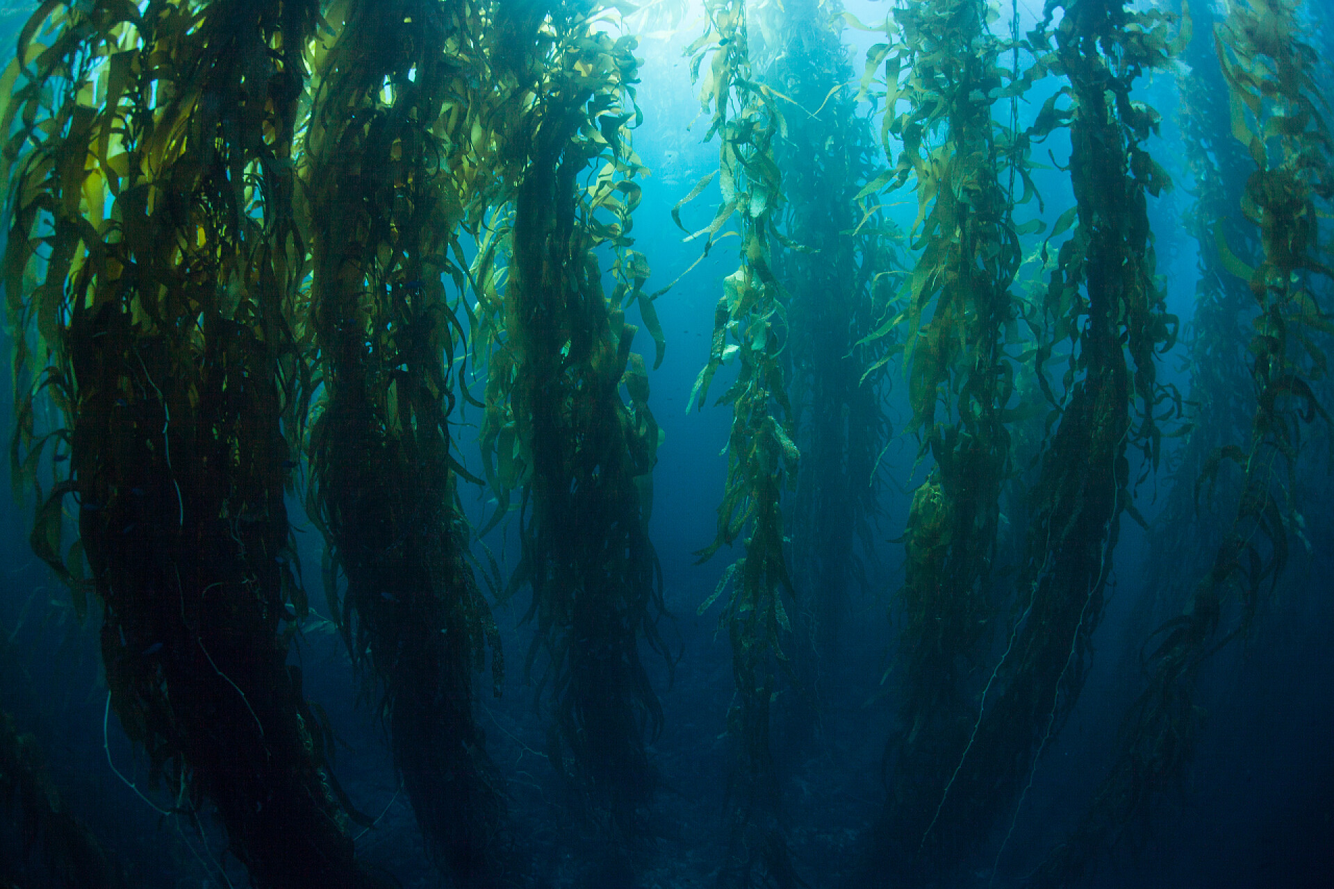 巨型海带的森林巨型海带的森林，巨藻（Macrocystis pyrifera），通常生长在加利福尼亚沿岸的冷水中。这种海藻的高度超过100英尺，为许多物种提供了栖息地.