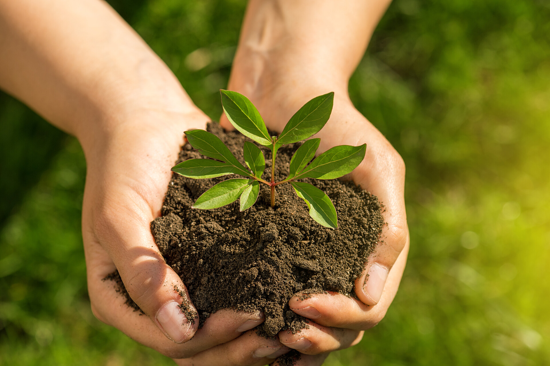 双手捧着一个绿色植物植物在手。生态概念。自然背景.