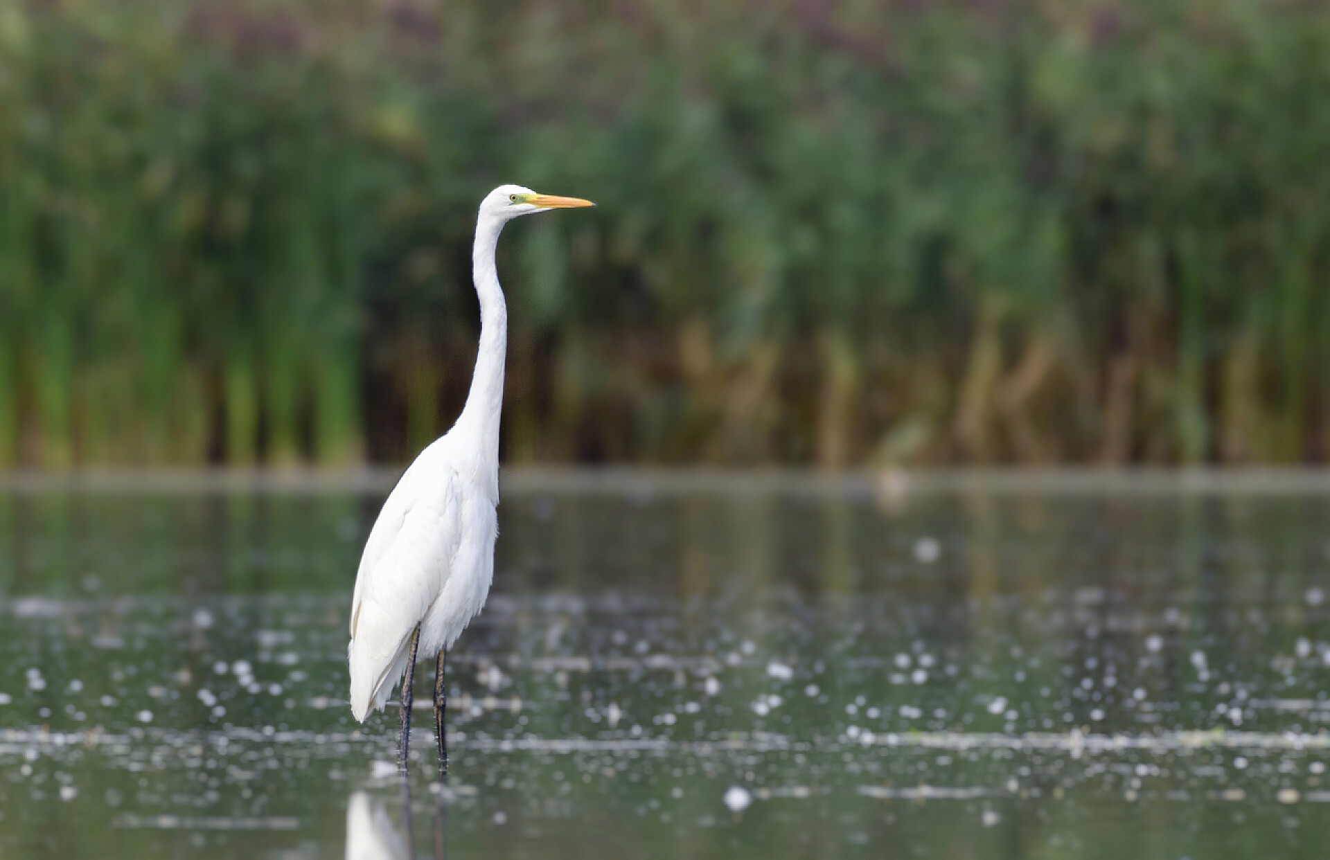 池塘里的白鹭池塘里的白鹭。自然环境中的白鹭的照片.