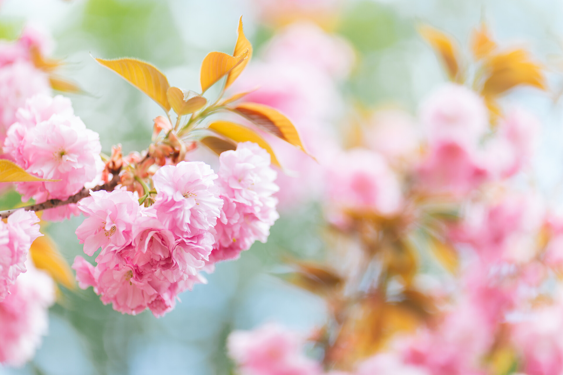 盛开的粉色樱花背景樱花在樱花树上绽放,令人赞叹.美丽的春天树。四.后续行动. 