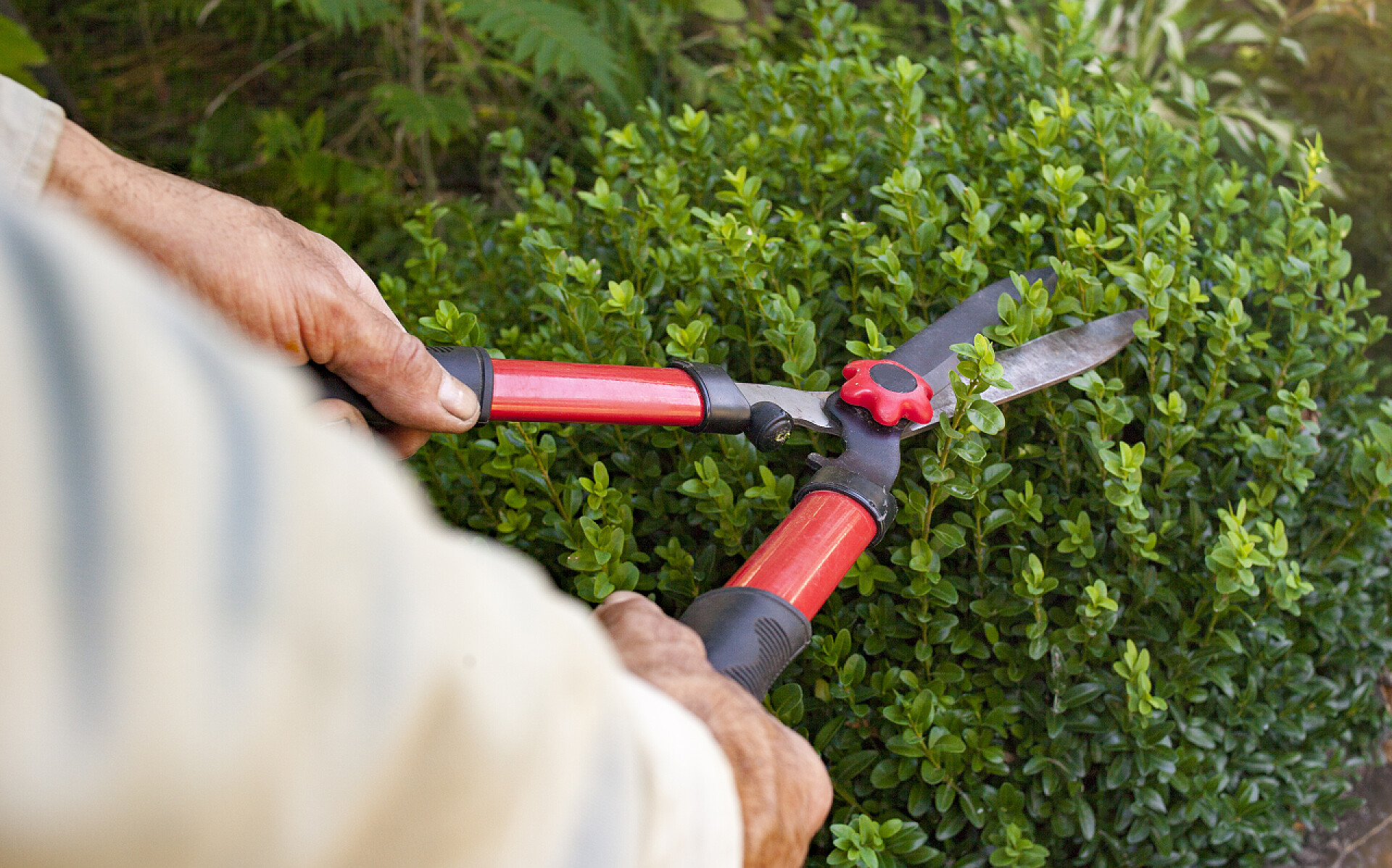 手拿剪子整理园林一个杂工用剪子修剪灌木丛.拥有园艺工具的农民的手.