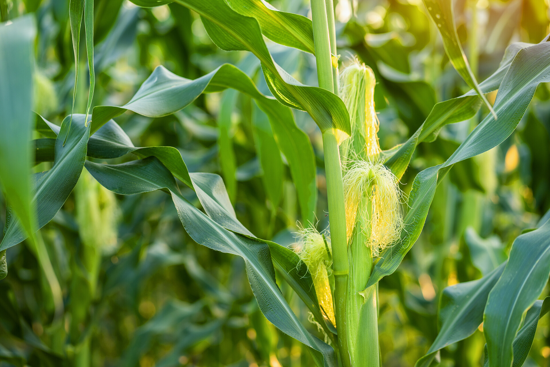 地里的玉米把玉米关在玉米地里.夕阳西下的农场有机玉米.