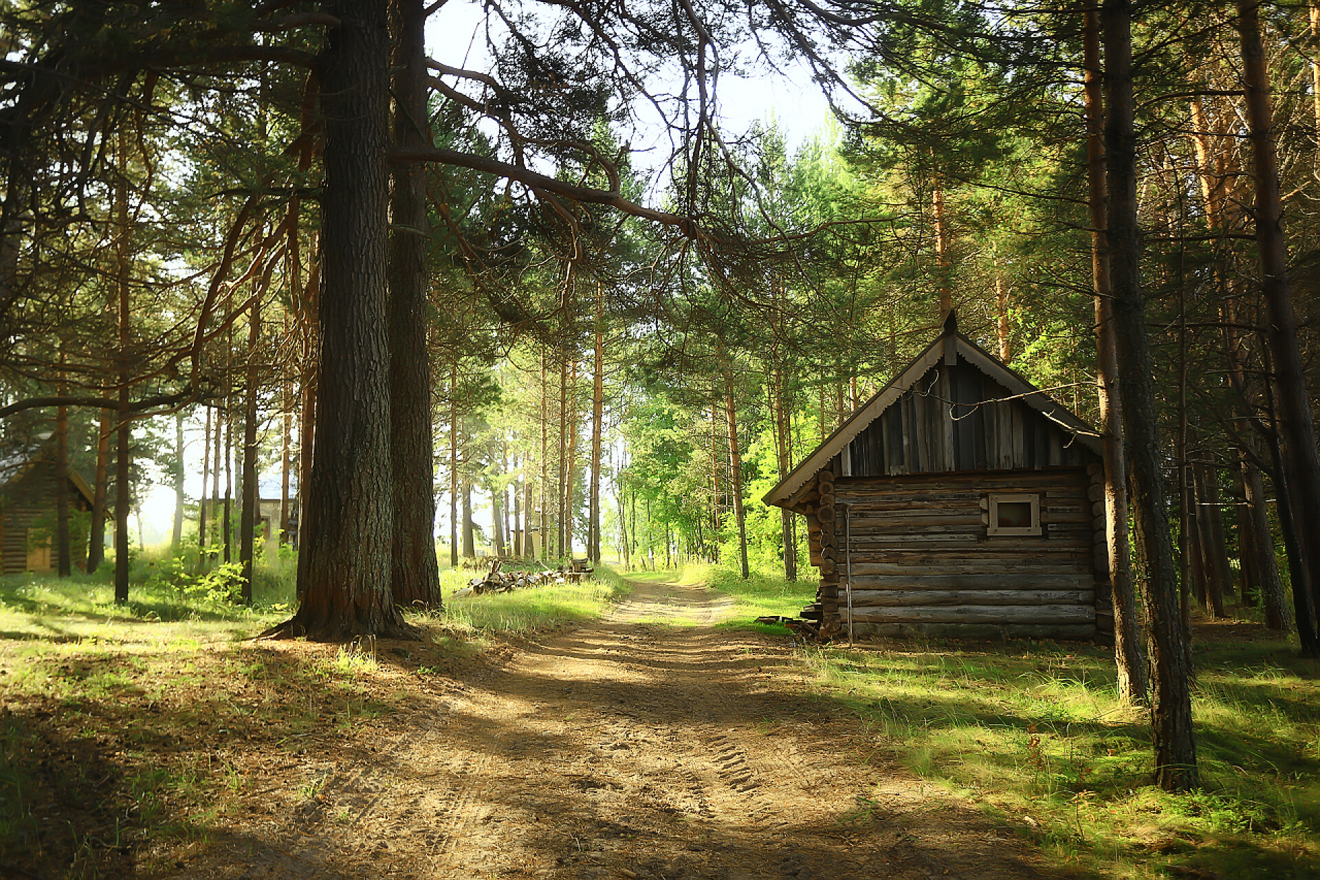 阳光透过树林照在房屋上户外活动旅游、松林度假屋、夏日阳光明媚的北方自然