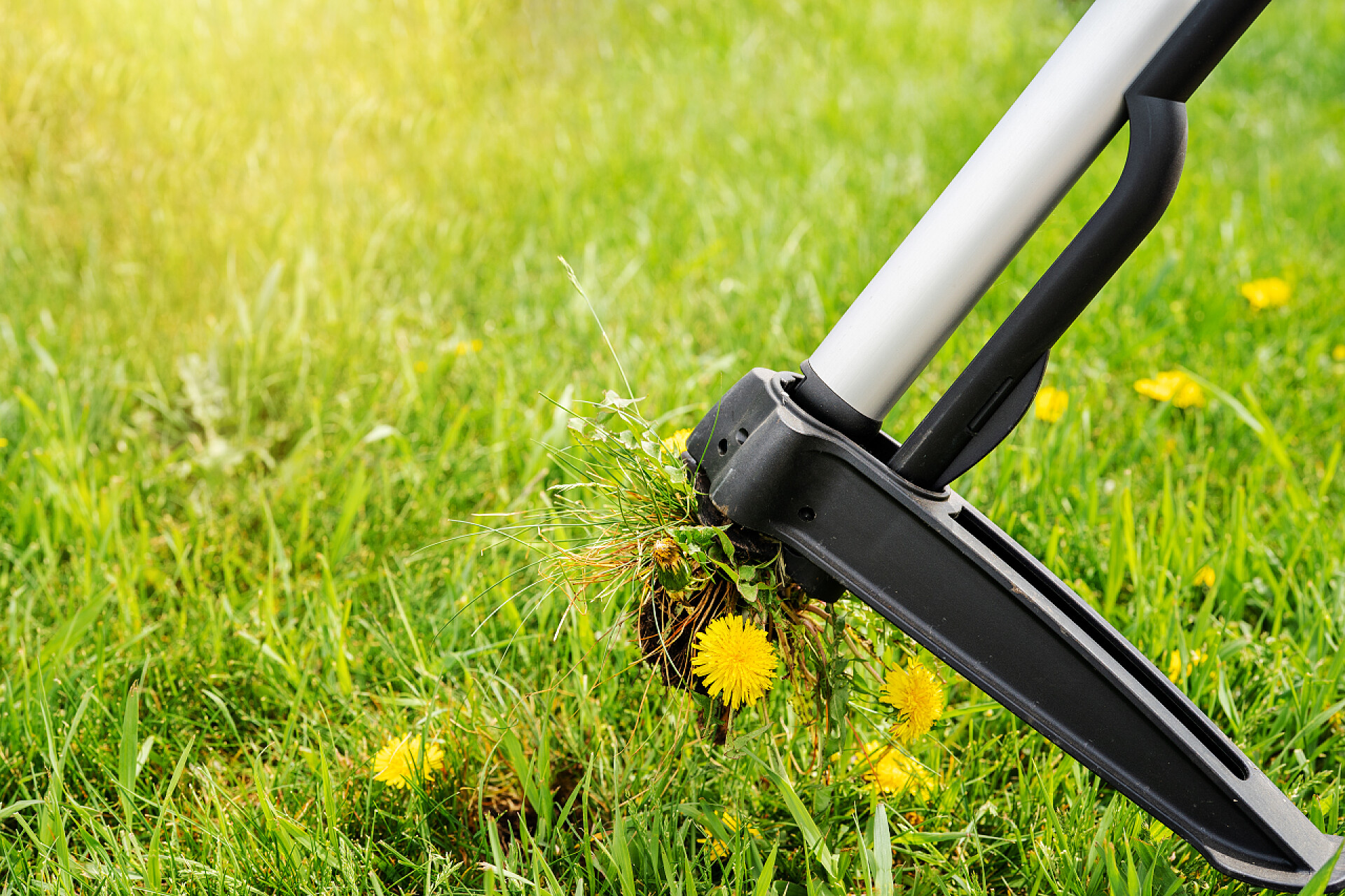 用锄头锄地季节性的院子工作。通过拔掉节流根来清除蒲公英杂草的机械装置。杂草控制.