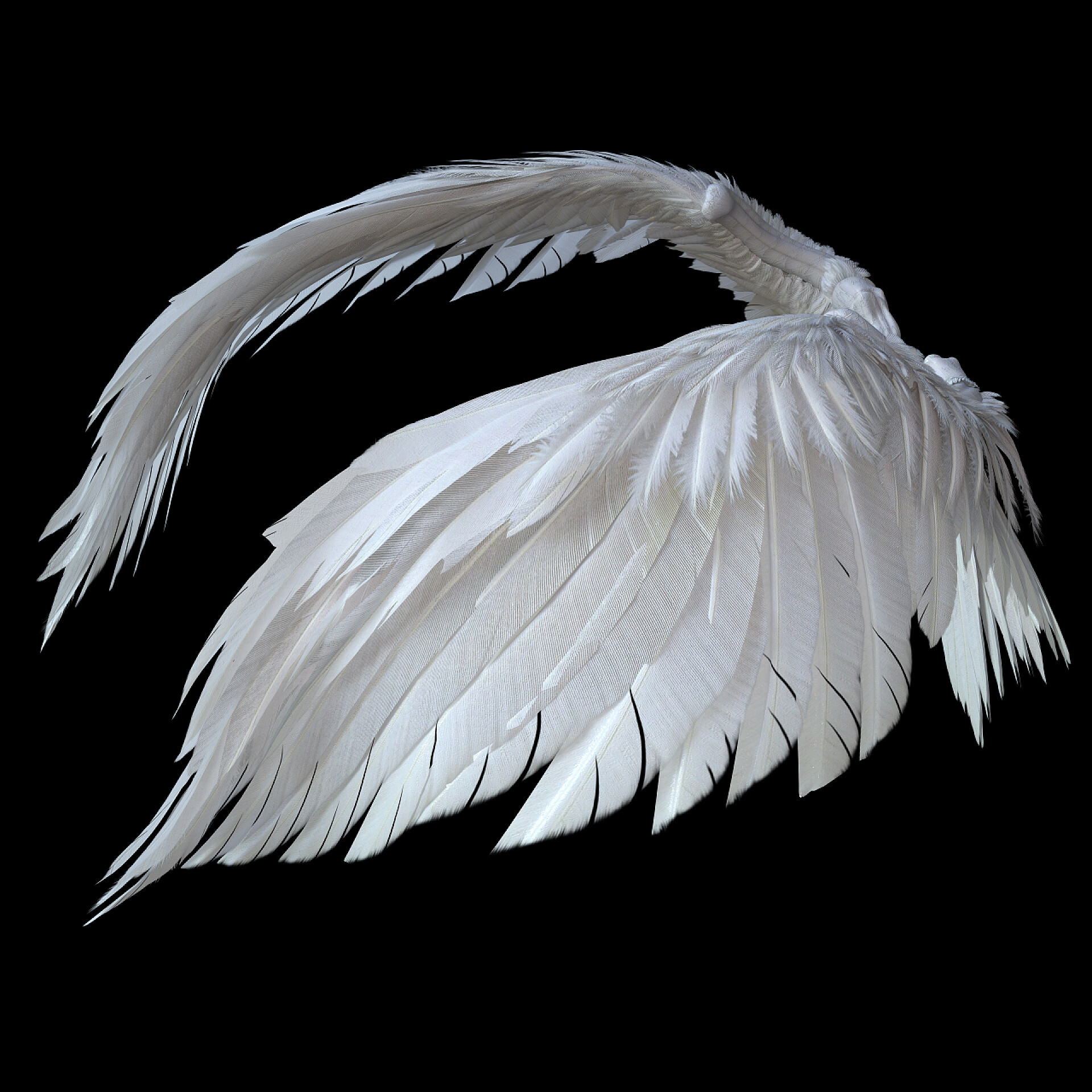 黑色背景上的白色翅膀