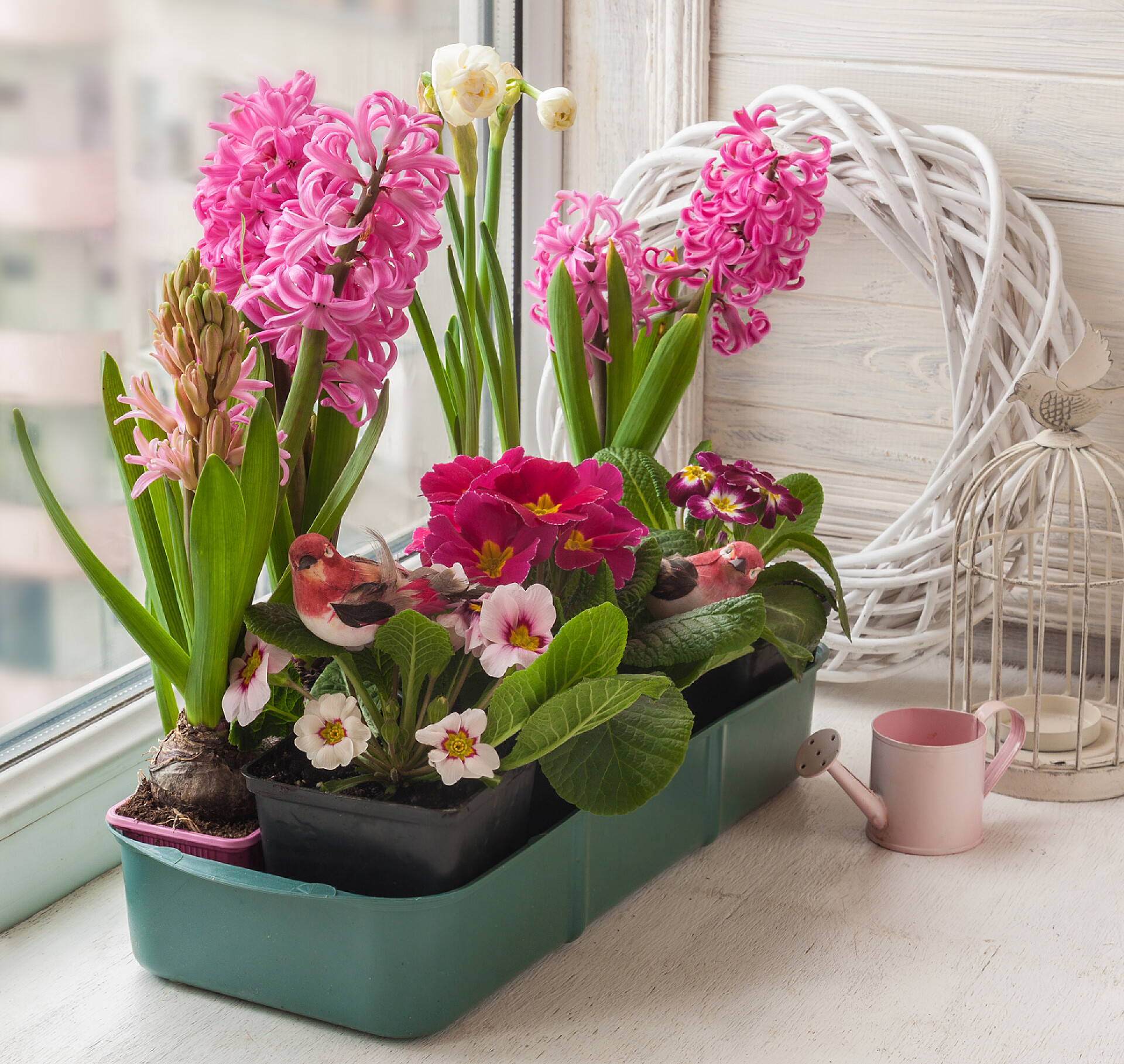 房屋窗台上的盆栽有水仙花、水仙花、樱花装饰鸟类和心形装饰的气球盒 