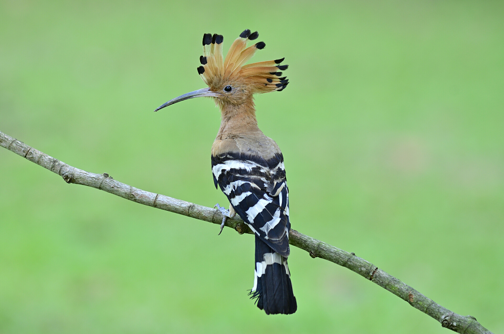 站在树枝上的穗头鸟欧亚大陆（乌普帕时代）美丽的穗头鸟栖息在细长的枝条上，在美丽的绿色草坪上展示它的羽毛，令人惊奇的野生动物