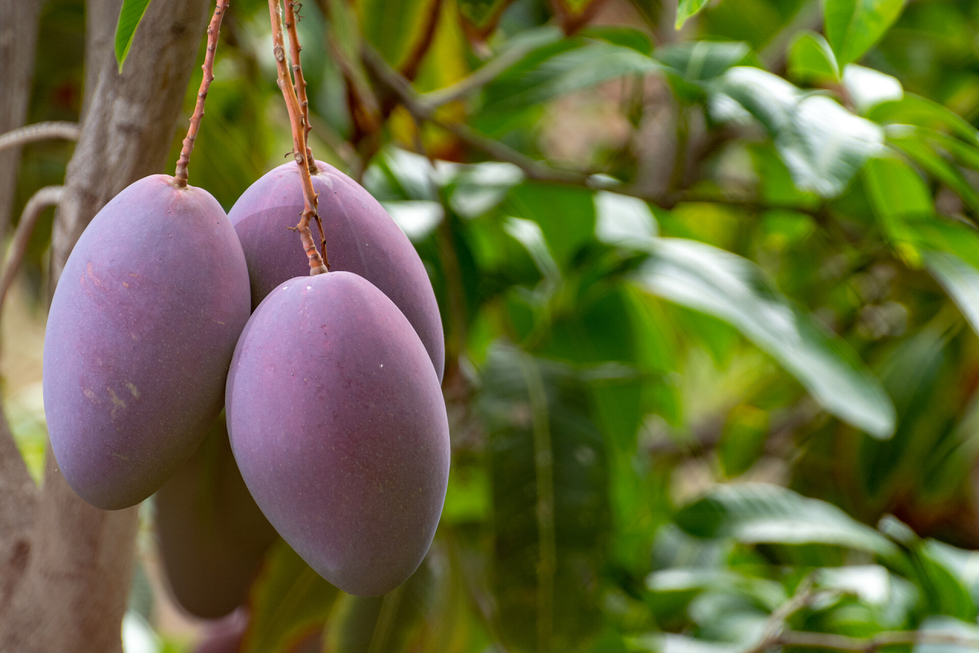 芒果树上的芒果西班牙大加那利岛果园种植成熟芒果的热带芒果树，种植园种植芒果.