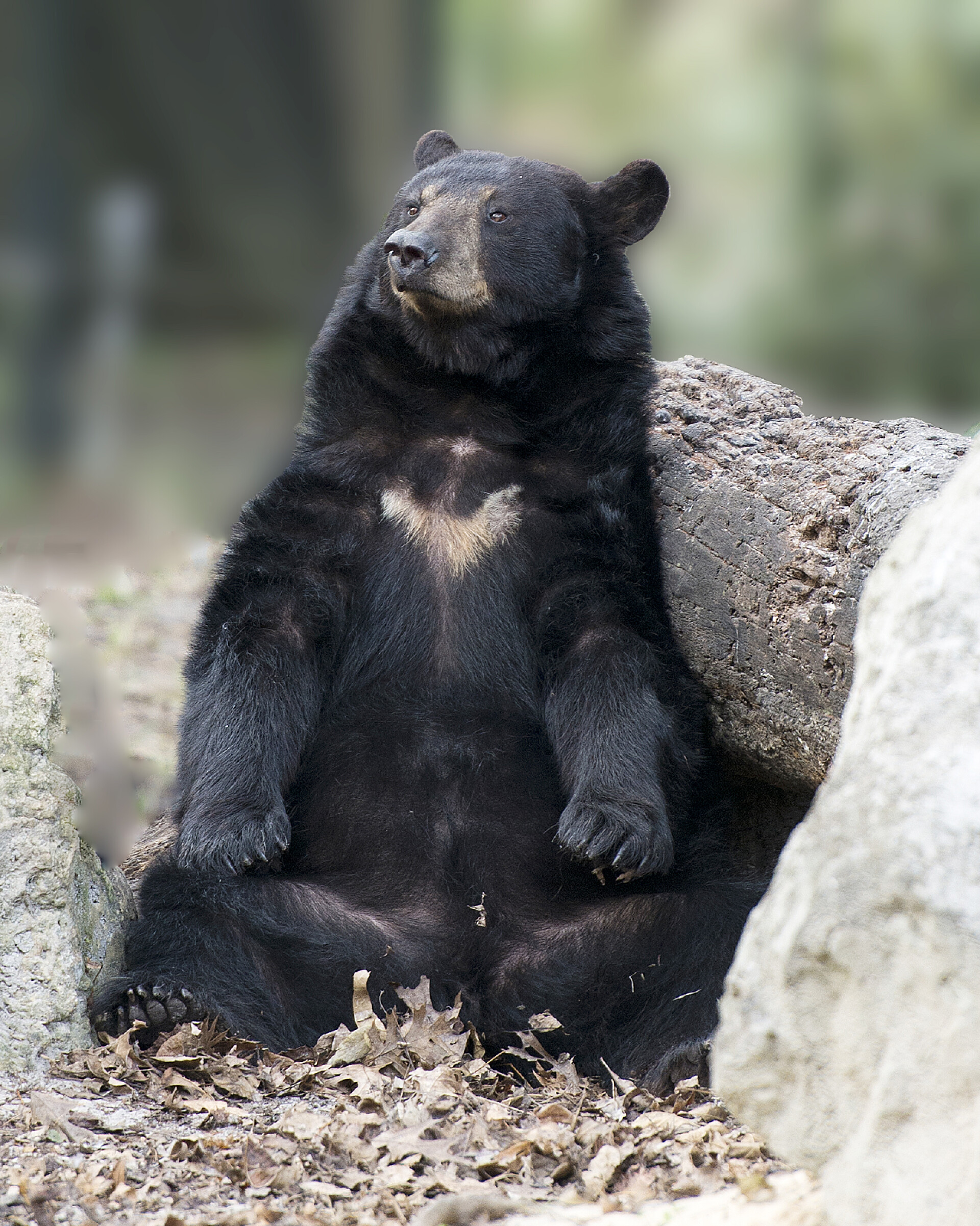 坐在地上的黑熊熊动物坐在岩石和圆木旁边休息，看着摄像机，同时把它的身体、头、耳朵、眼睛、口鼻、爪子、爪子和周围的环境暴露出来，并在背景上做一个有凹凸不平的眼镜表演