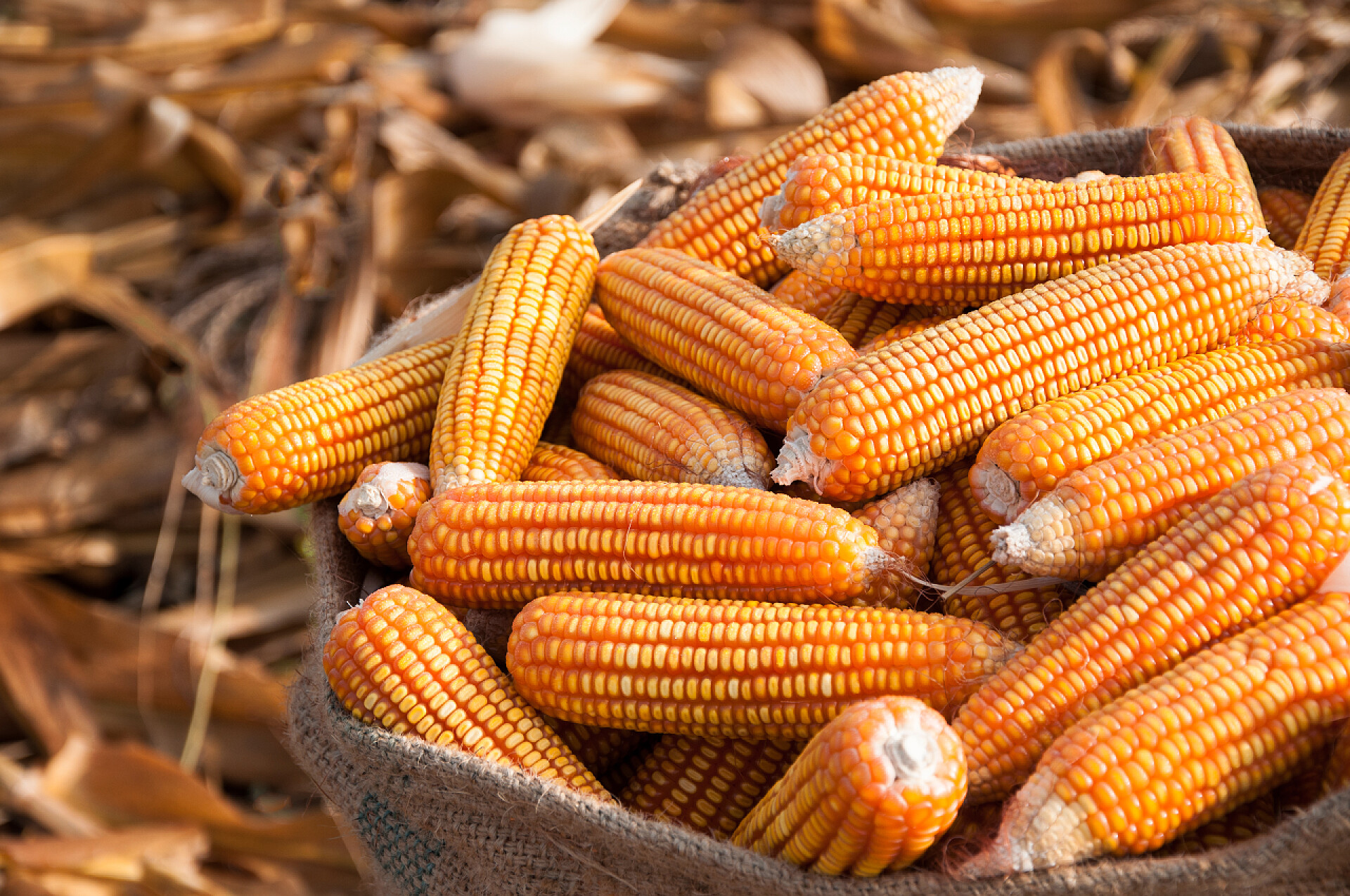 装在麻布袋子里的玉米一袋漂亮的黄玉米近照.