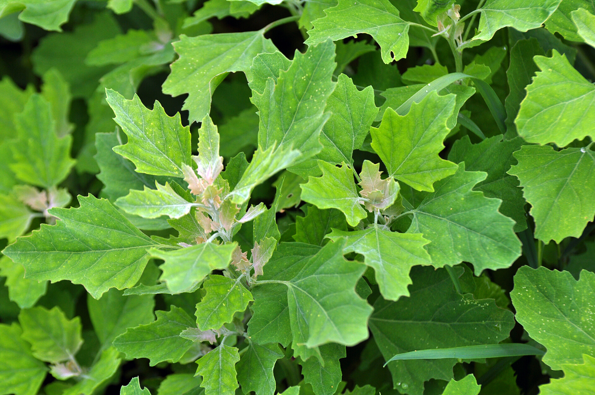绿色植物特写镜头在自然界中，田里长出了一个讲道者（切诺讲台专辑）