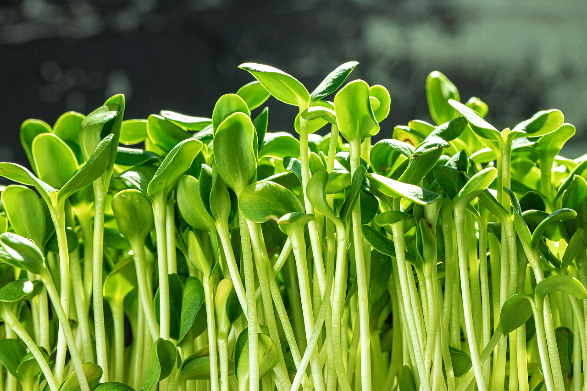 阳光下正在生长的豆苗幼小的幼芽在黑色背景下紧密相连