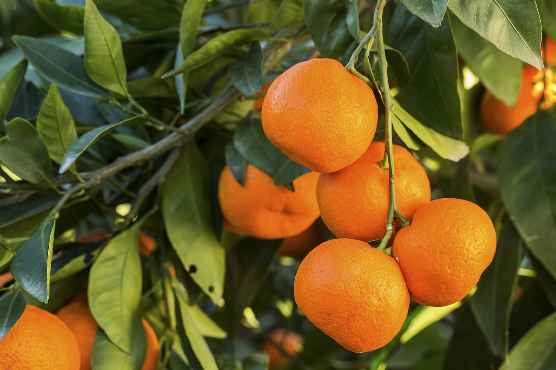 橘子树上长满了成熟的橘子果木，绿叶和橘子，芒果
