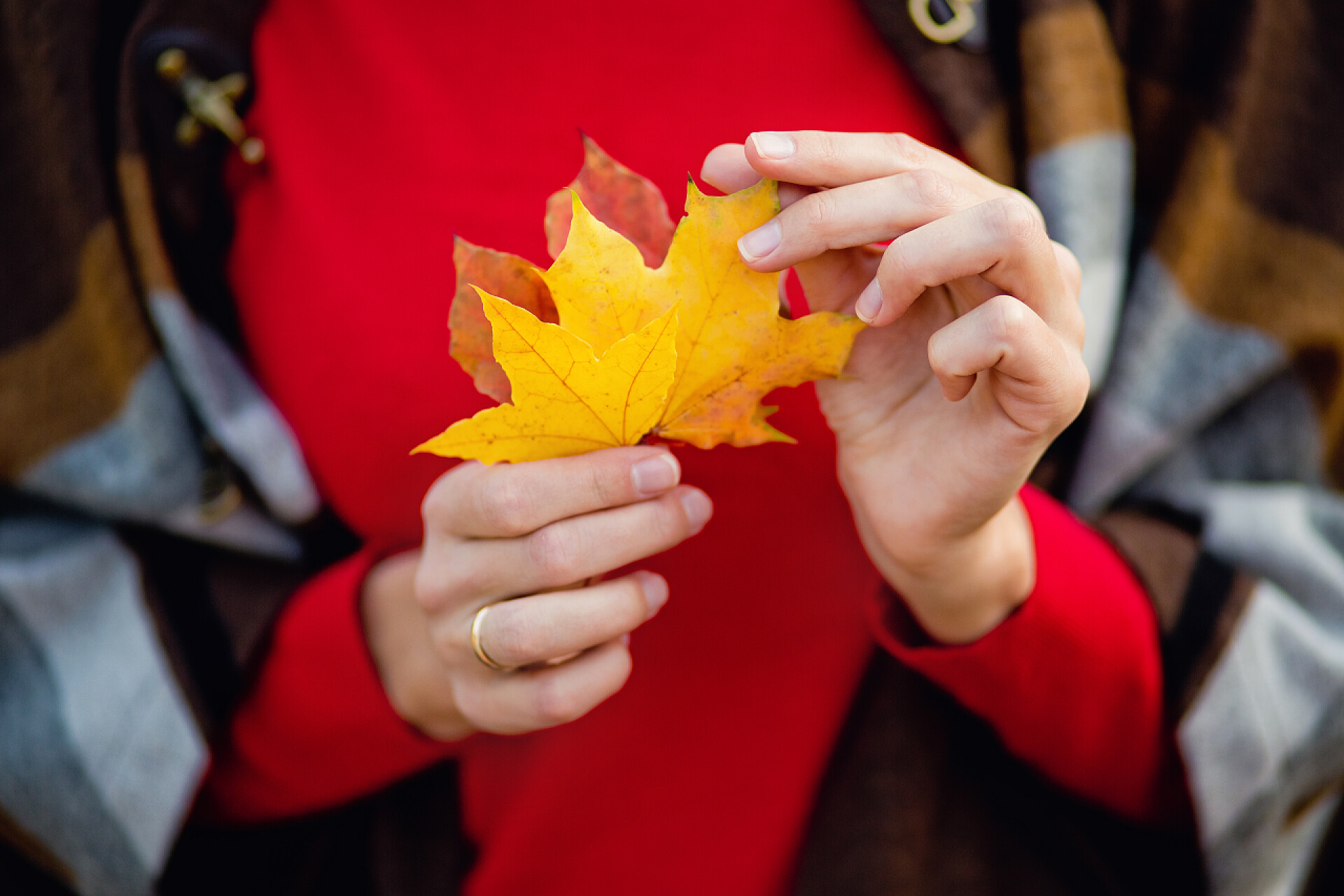 一个女人手里拿着一片枫叶一个穿着红色毛衣的女人手里拿着一片橙色和金色的秋叶。关注秋叶上的女人的手.