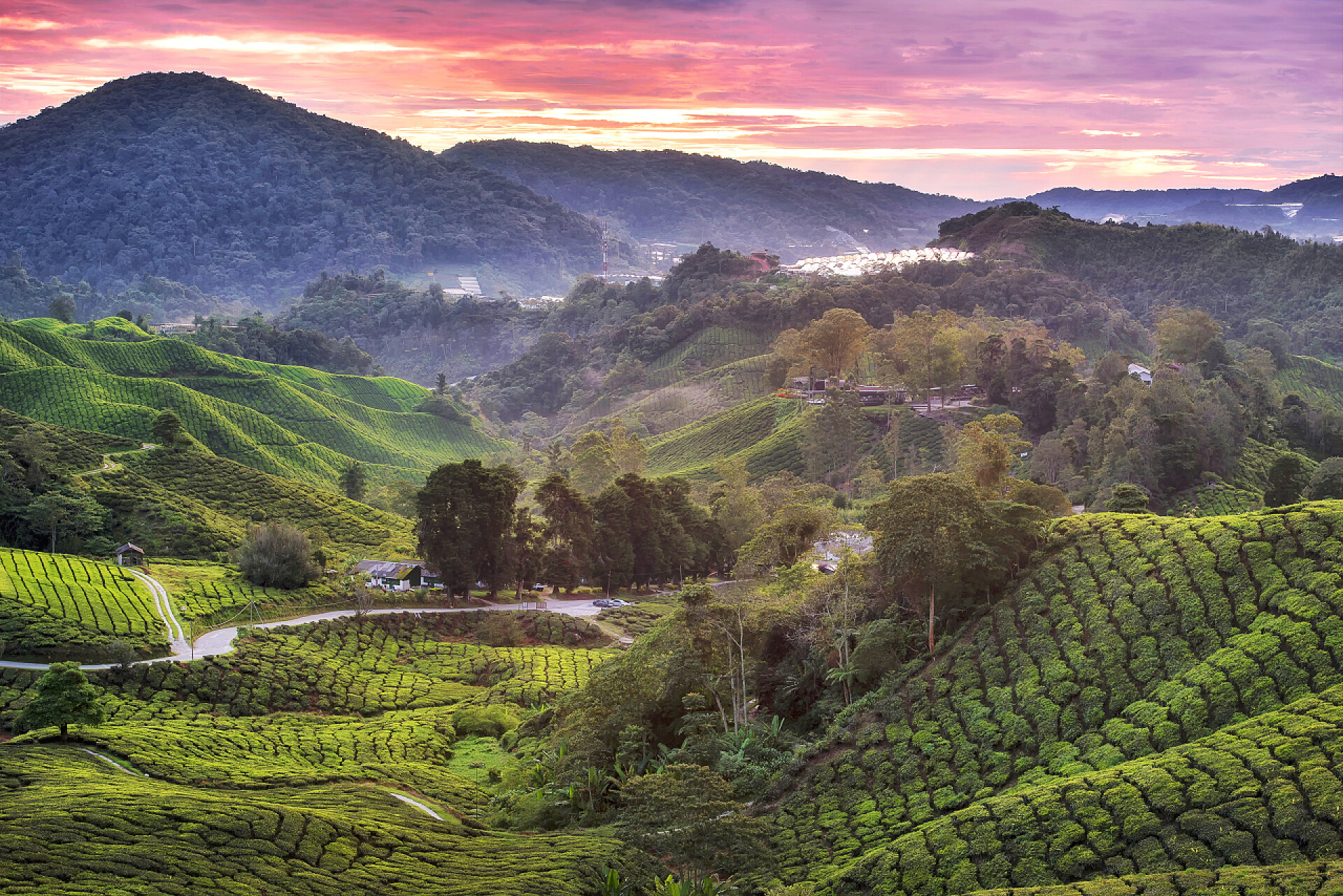 马来西亚卡梅隆高地茶园自然风光马来西亚卡梅隆高地茶园