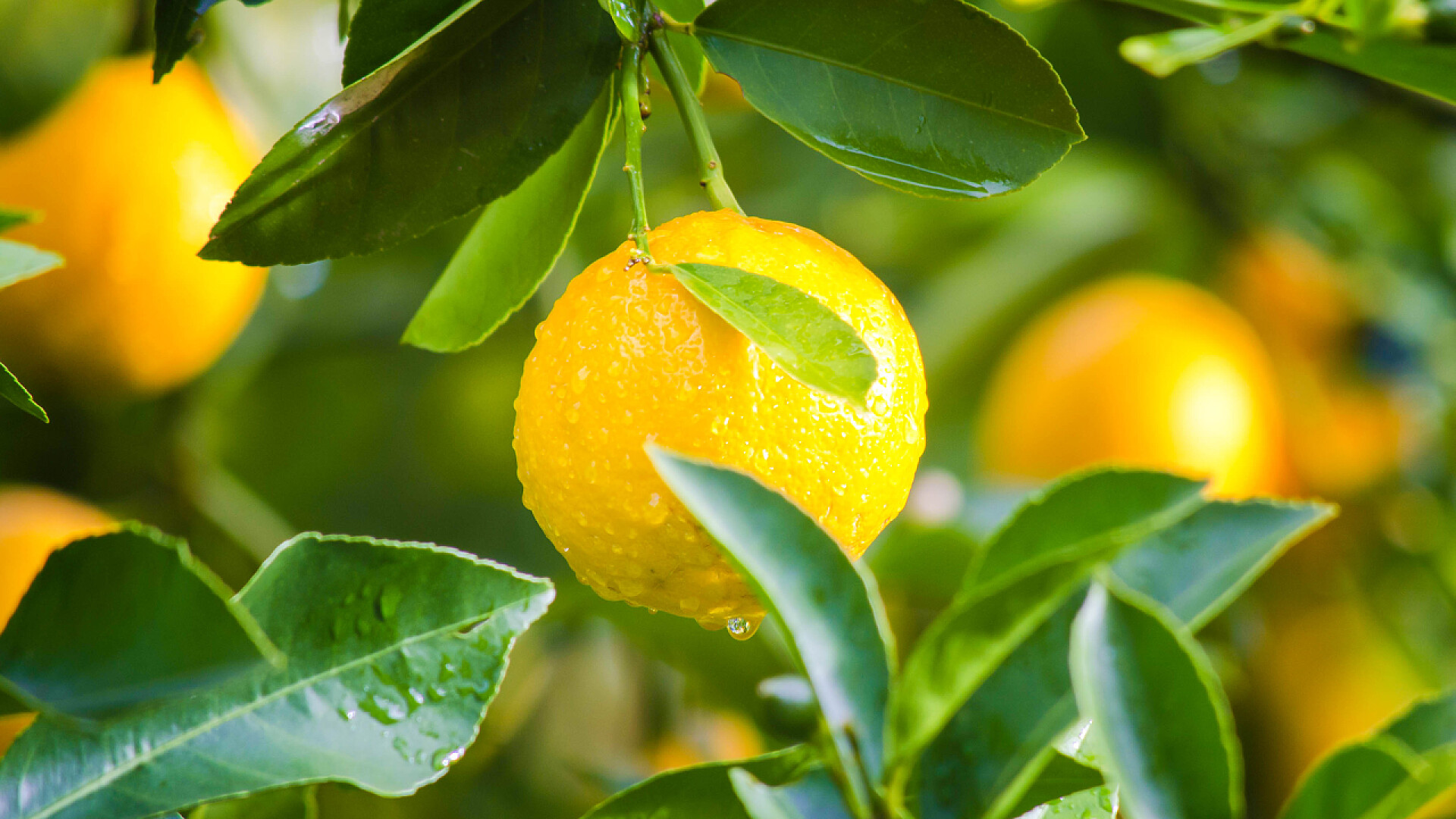 果园中柠檬树上结满了新鲜的柠檬新鲜柠檬，叶子生长在自然界中。有选择的重点