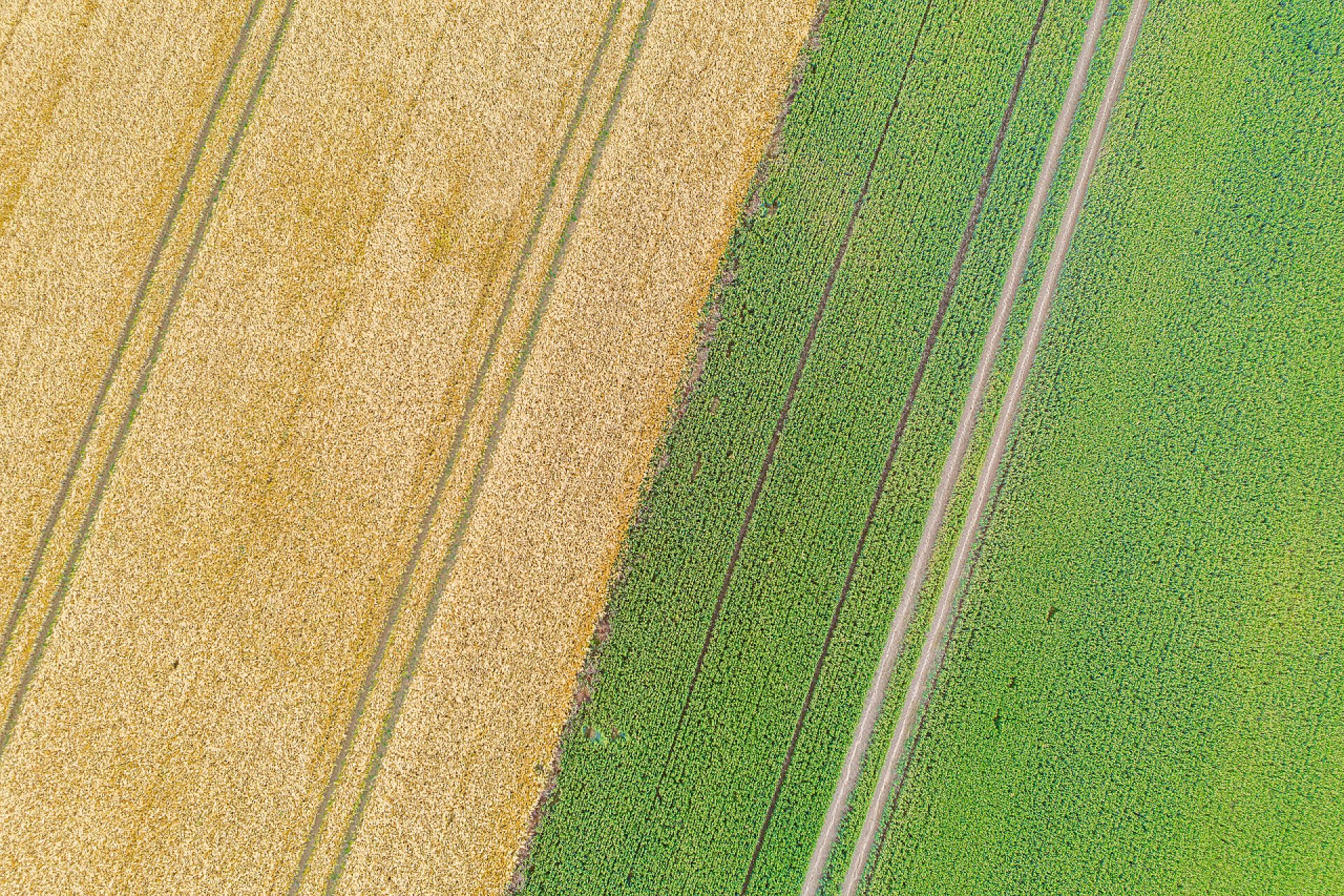 航拍农田中的绿色农作物来自谷物场的无人驾驶照片显示了平行的牵引机轨迹，形成了一个模式