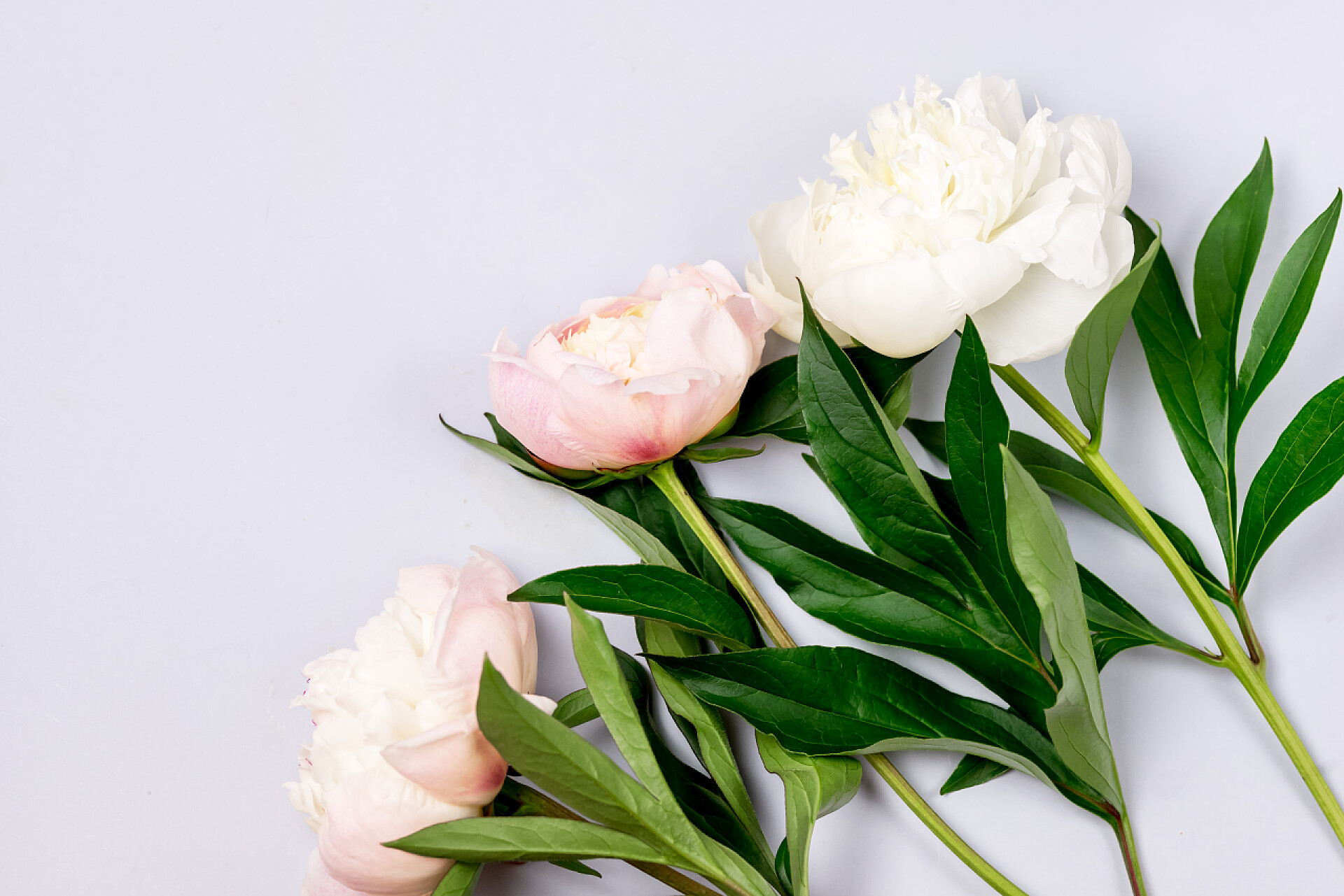 灰色背景上盛开的粉白色牡丹花束