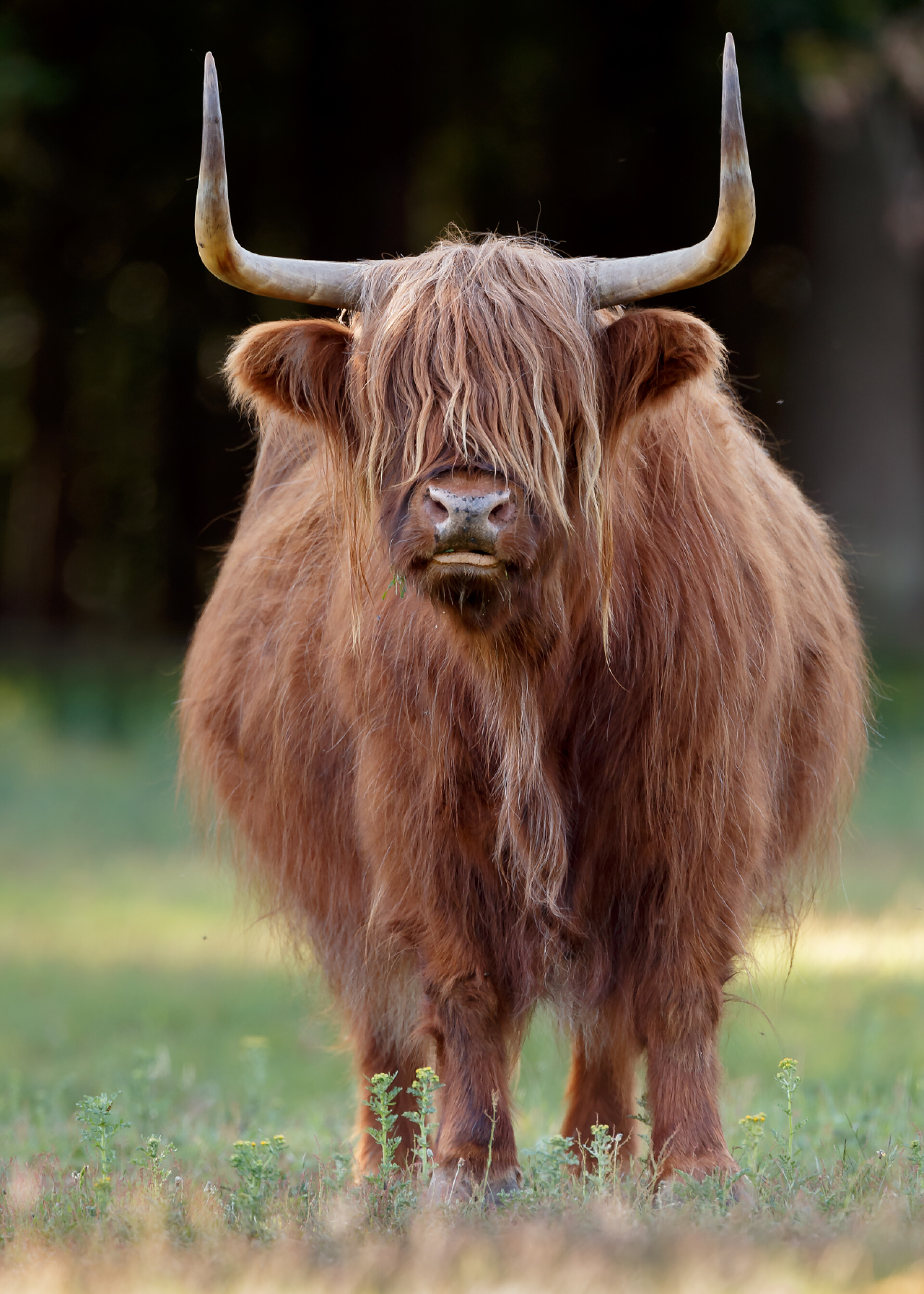 草地上的长毛公牛特写公牛的近景
