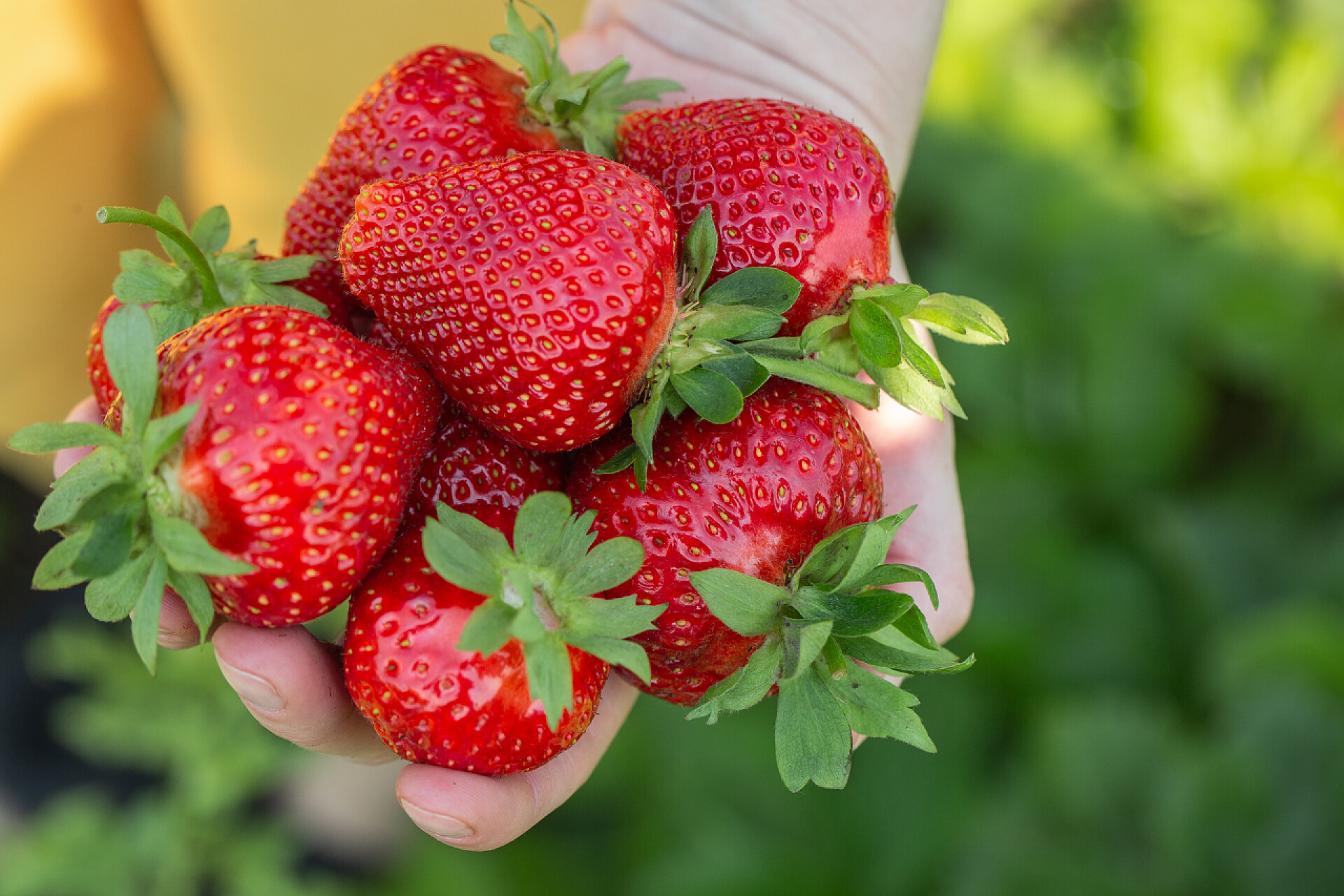 手拿新鲜的草莓特写草莓植物。草莓灌木。草莓生长在花园里.成熟的浆果和树叶。有草莓植物的排行.
