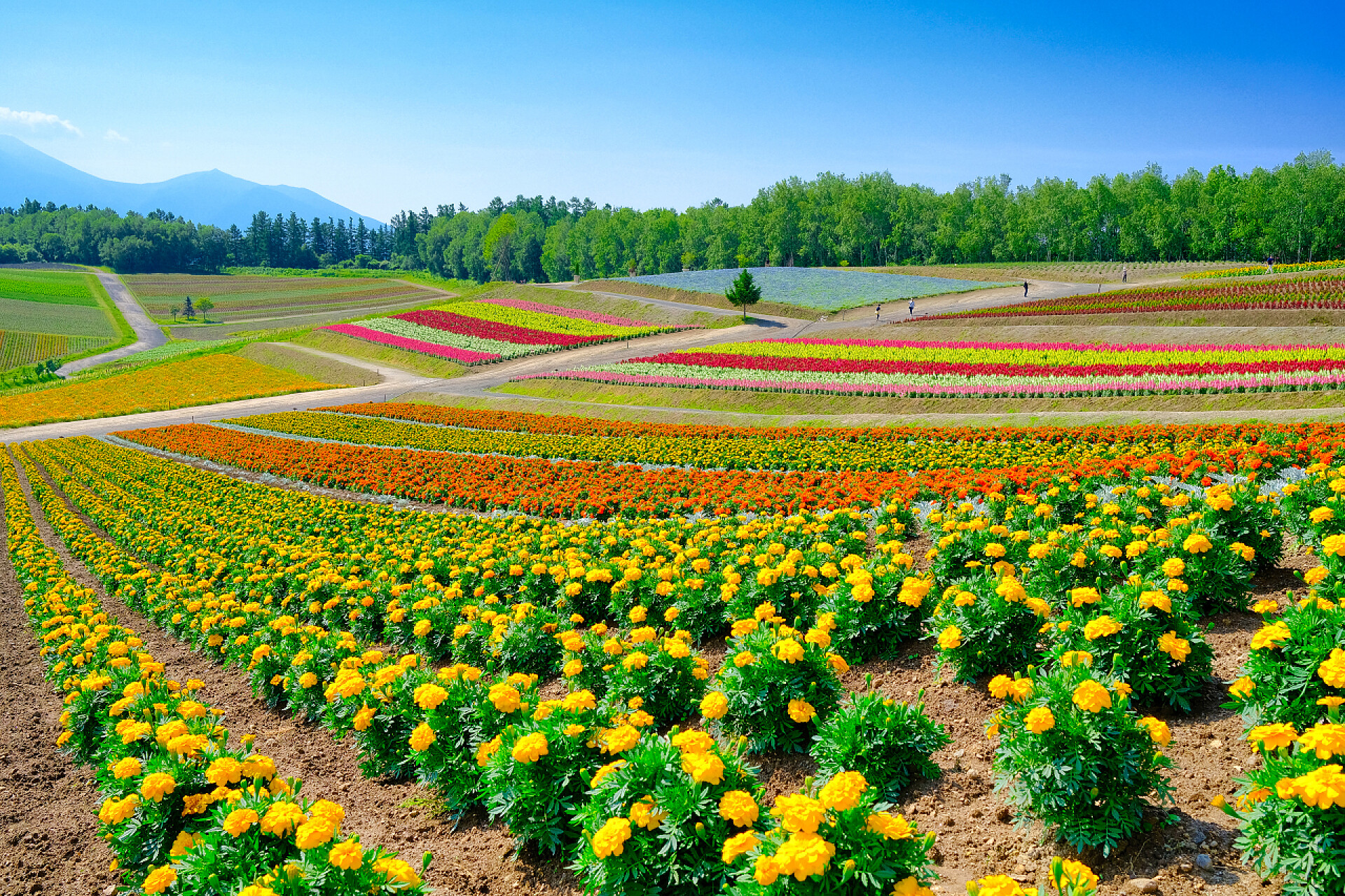 北海道花朵盛开的花田北海道的花田