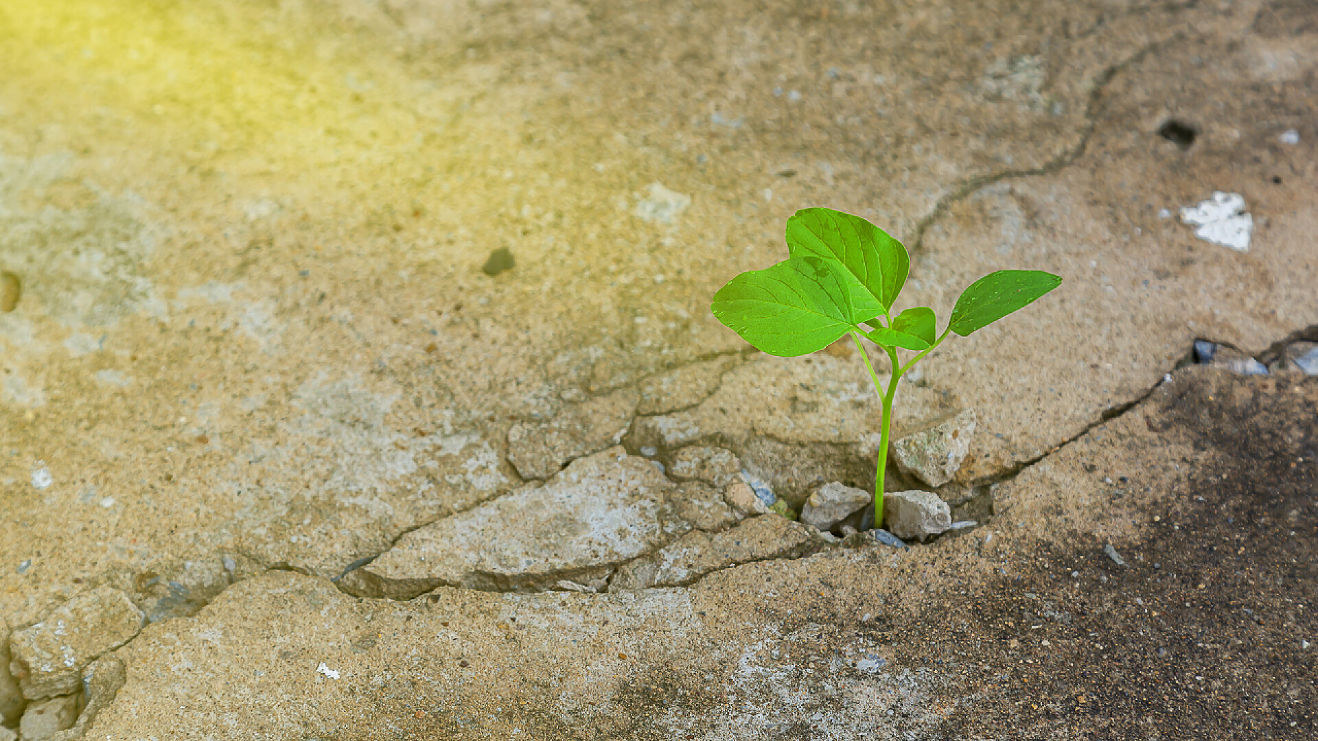 泥土缝隙里顽强生长的幼苗特写生态学概念这种幼苗生长在裂缝的水泥地面上.强大的天性