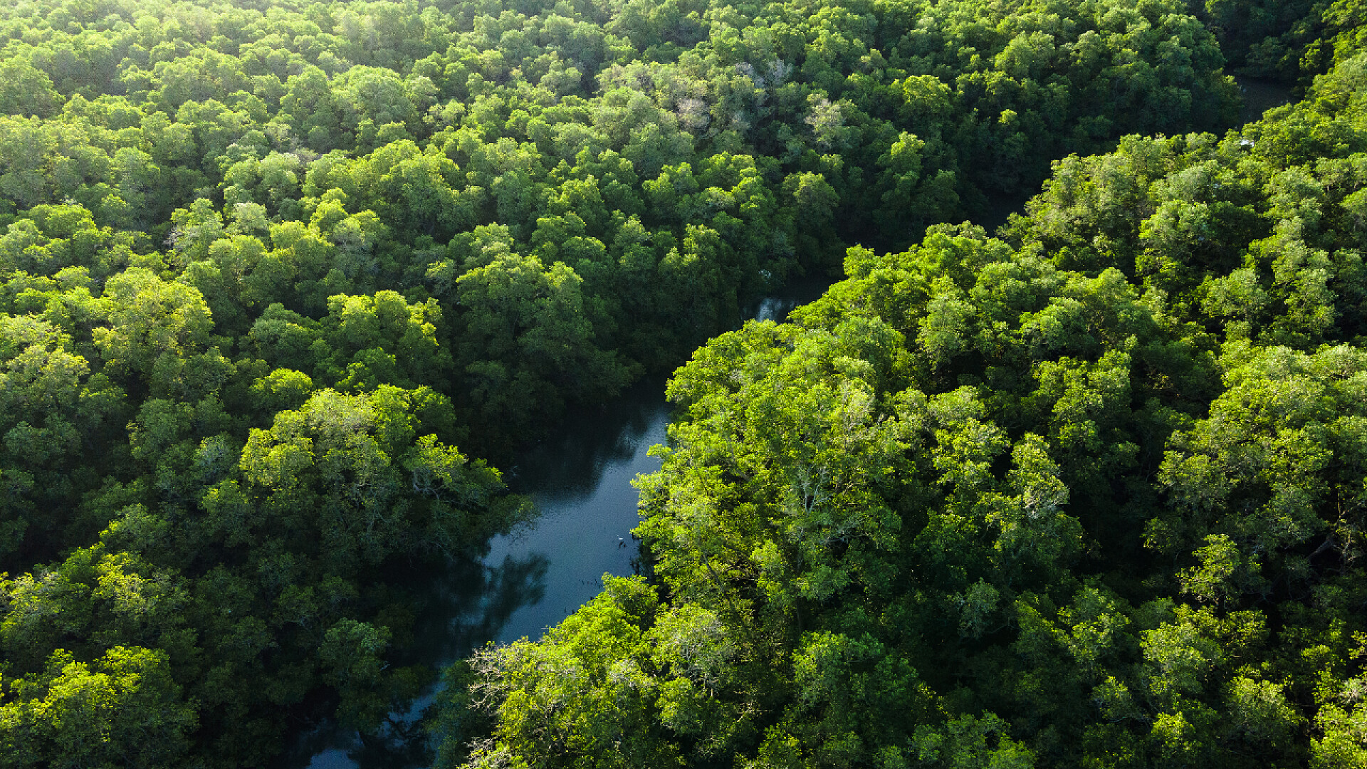 河流森林中的绿树和河道的瞰图亚洲河流森林中的绿树和植物的瞰图