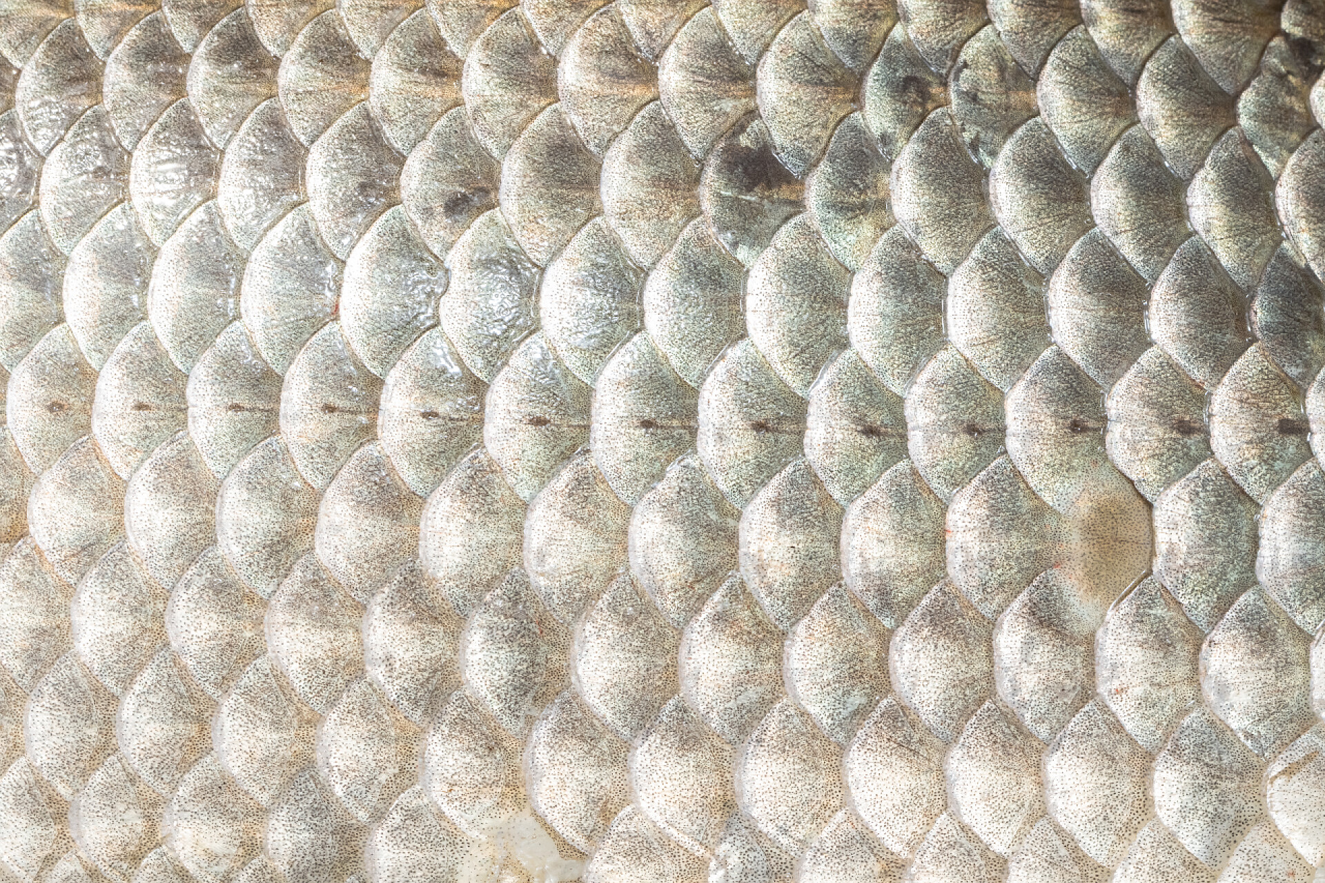 显微镜下的蟑螂鱼皮特写蟑螂鱼皮，天然质感，侧线的宏观照片可见