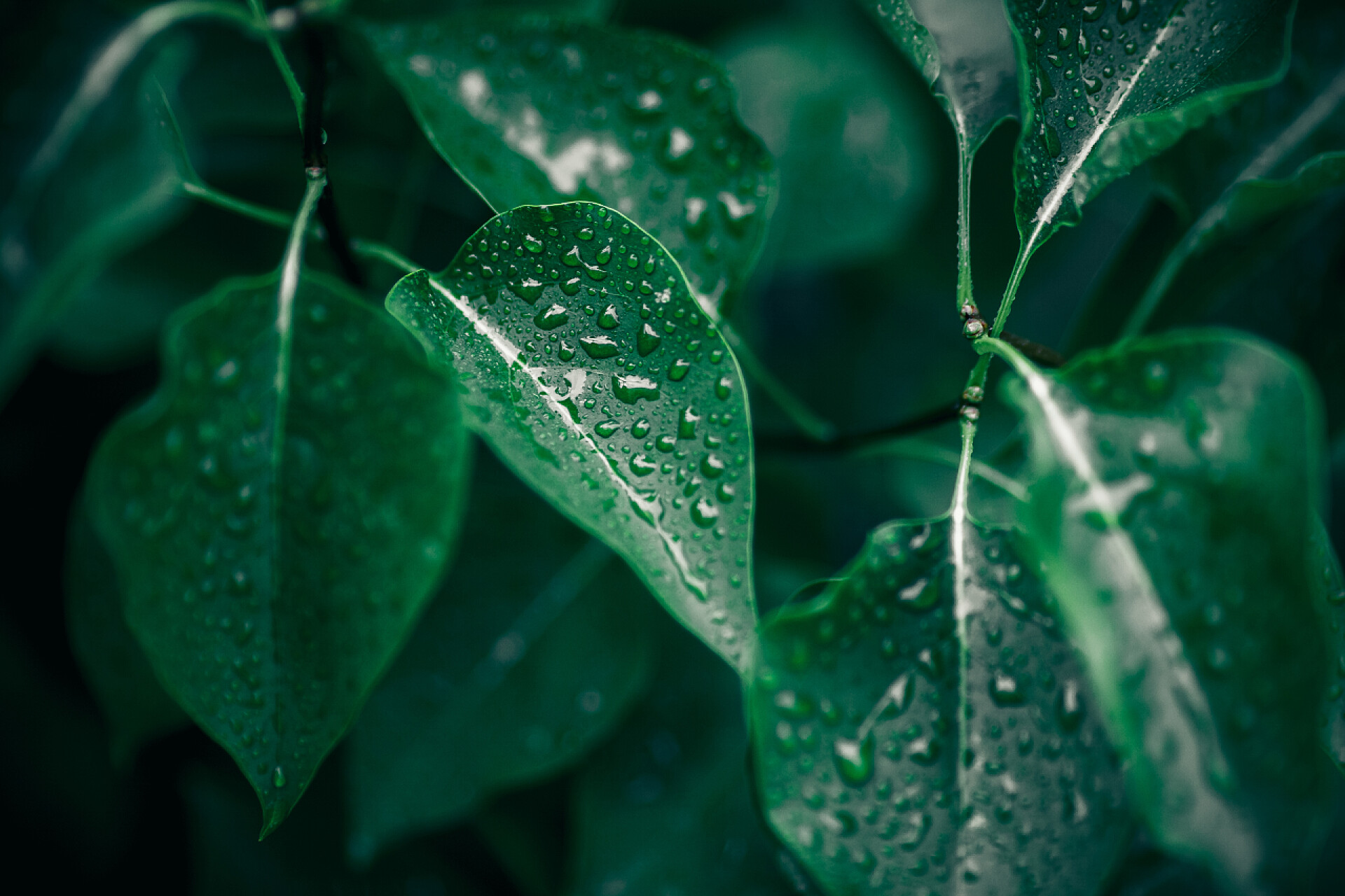 灌木丛中绿叶特写绿叶。自然背景。摘要叶面纹理。闭路自然景观