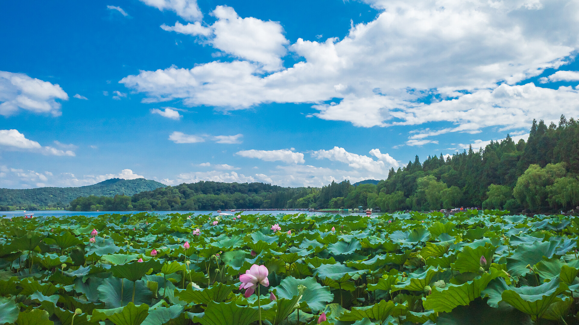 荷花荷叶夏荷山川围绕的荷花池景观杭州西湖荷叶景观与景观