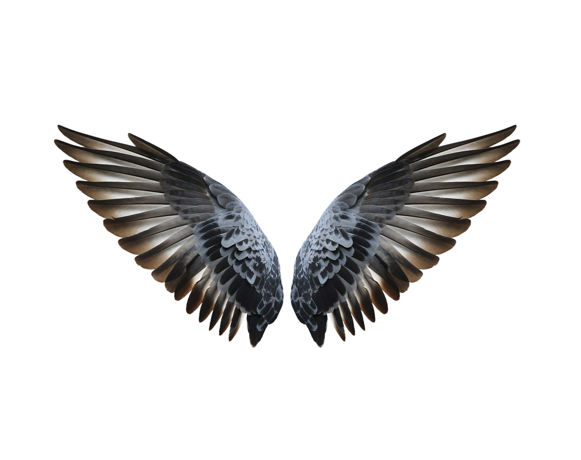 白色背景上一对鸽子翅膀在白色背景上隔离的鸟类翅膀