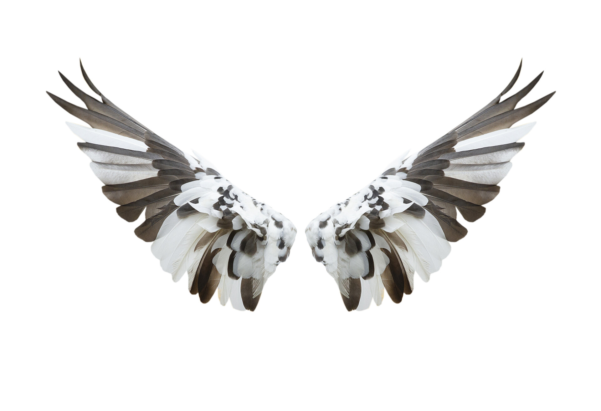 白色背景上一对鸽子翅膀在白色背景上隔离的鸟类翅膀