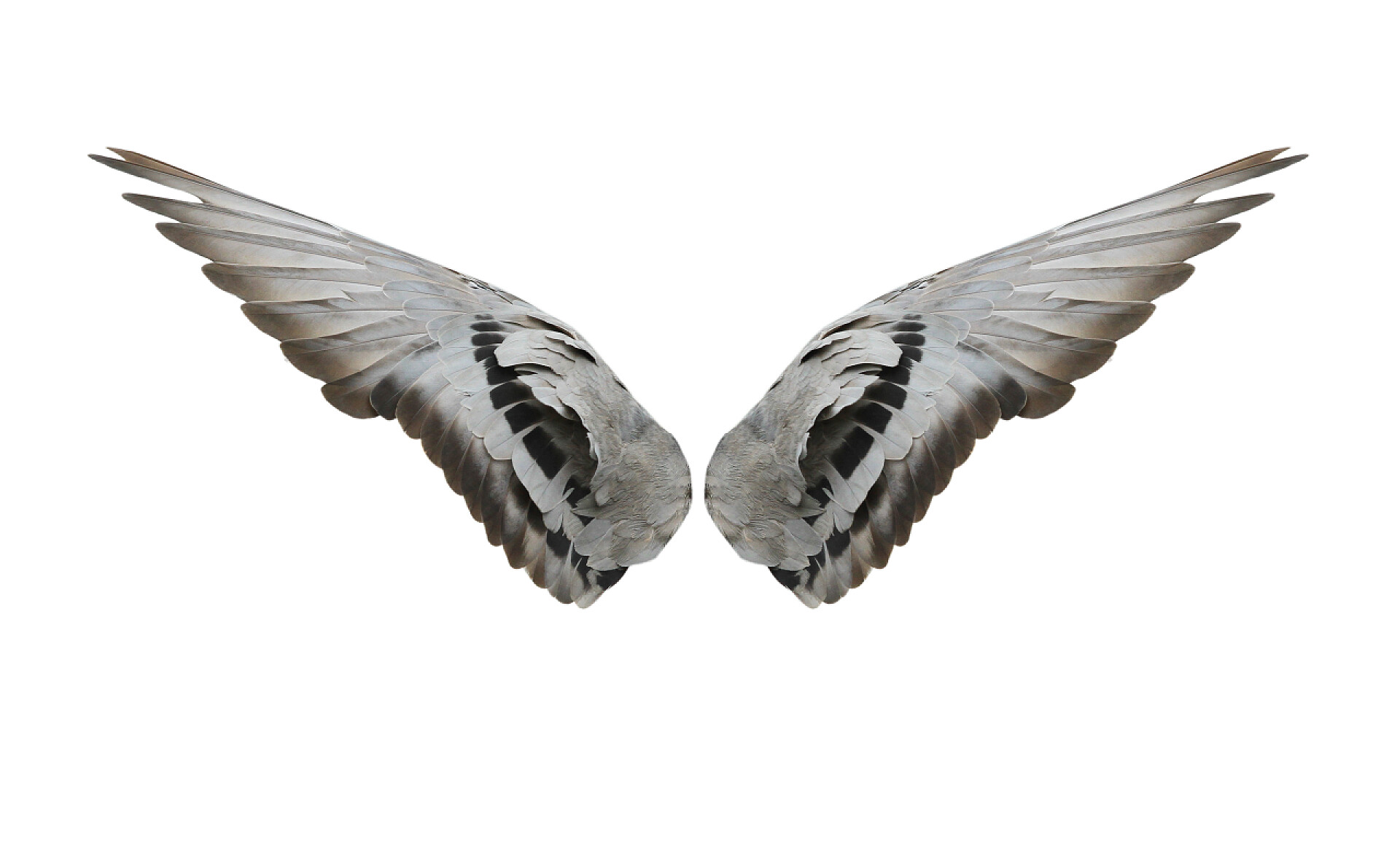 白色背景上一对鸽子翅膀在白色背景上隔离的鸟类翅膀