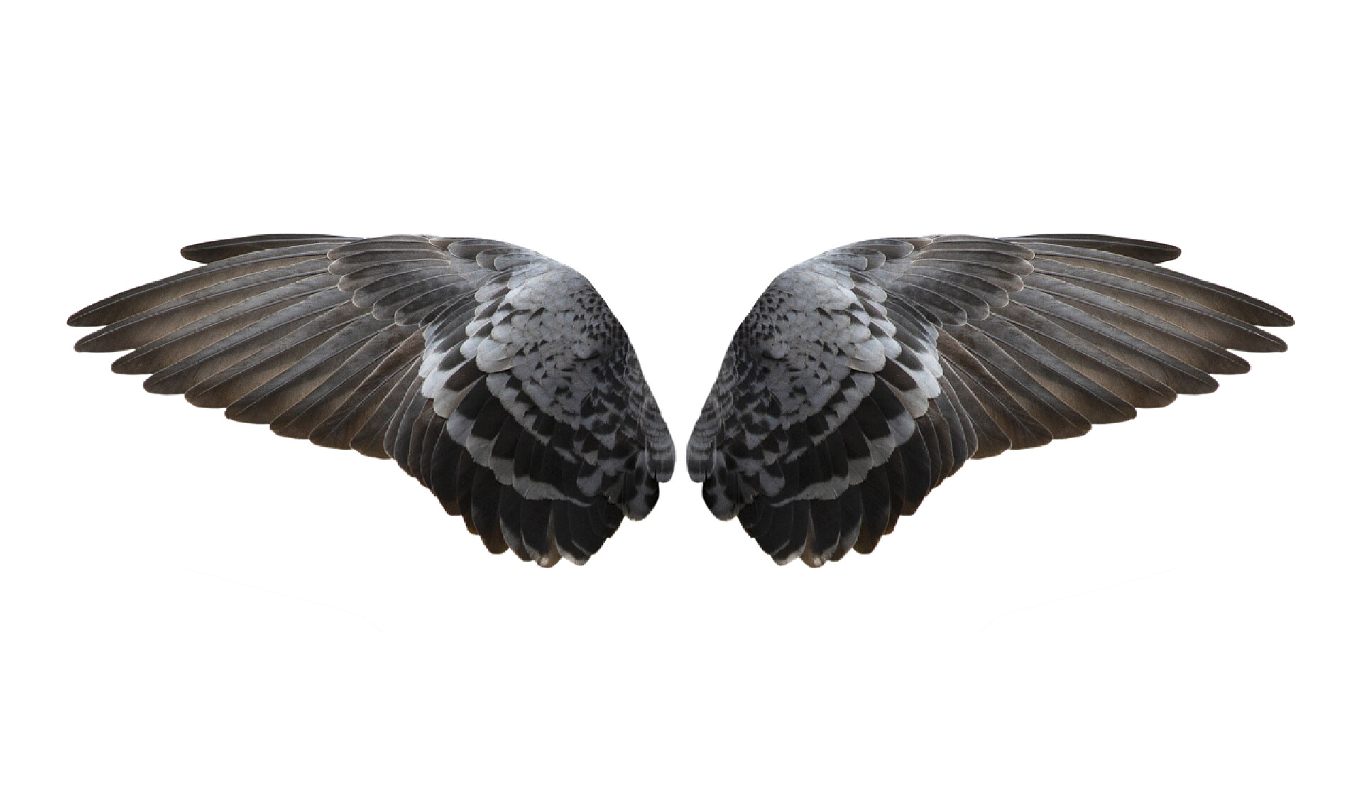 白色背景上一对鸽子翅膀在白色背景上隔离的鸟类翅膀