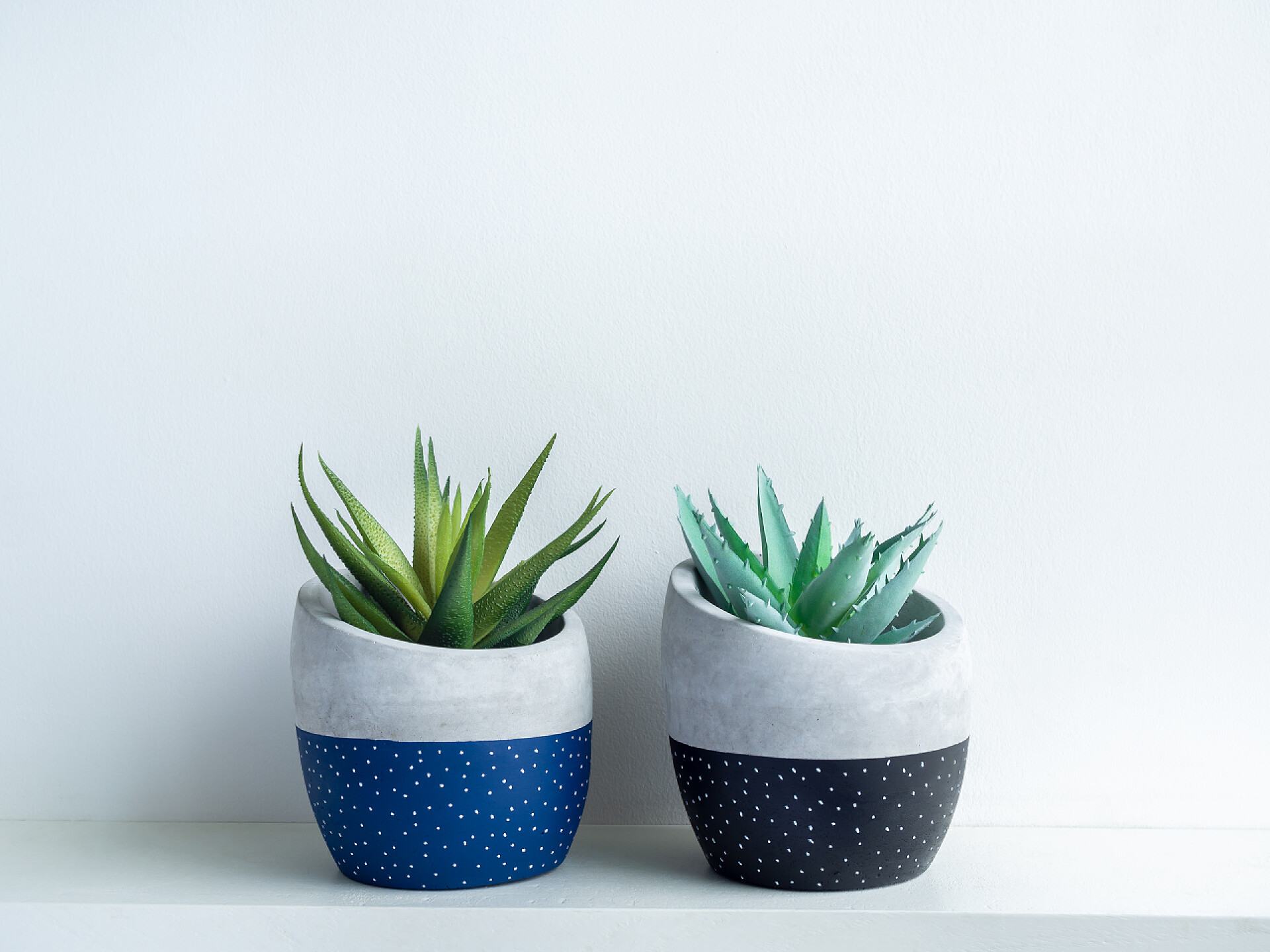白色架子上的两盆仙人掌白色架子上的现代几何形混凝土苗圃中的绿色肉质植物隔离在白墙背景下。两个漂亮的黑蓝相间的颜色和白点图案粉刷过的水泥罐.