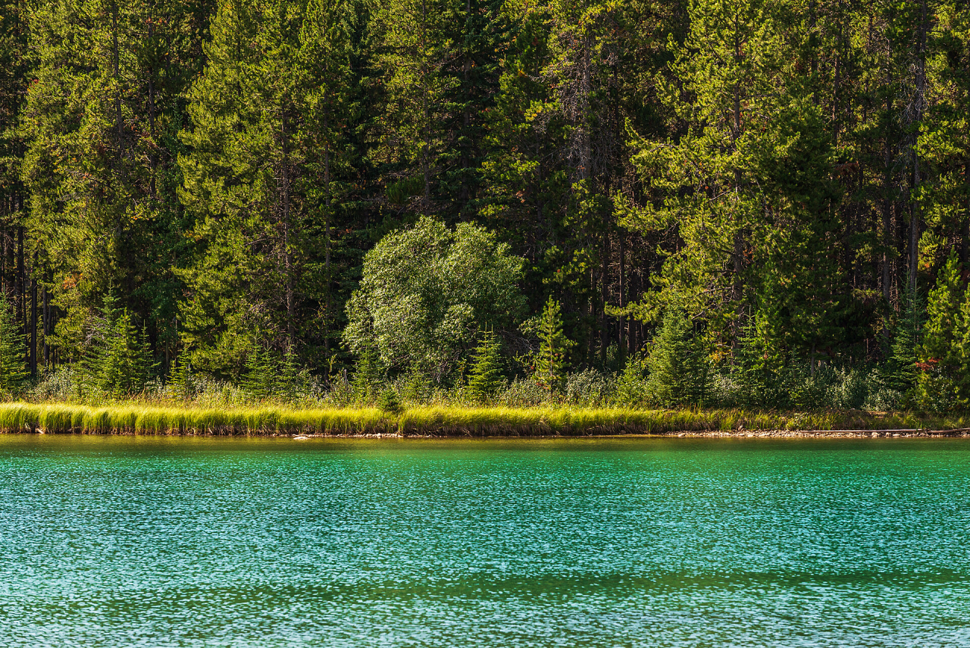 夏天美丽的森林湖泊自然风景美丽的风景，有两个杰克湖和风景秀丽的山脉，阿尔贝塔，加拿大