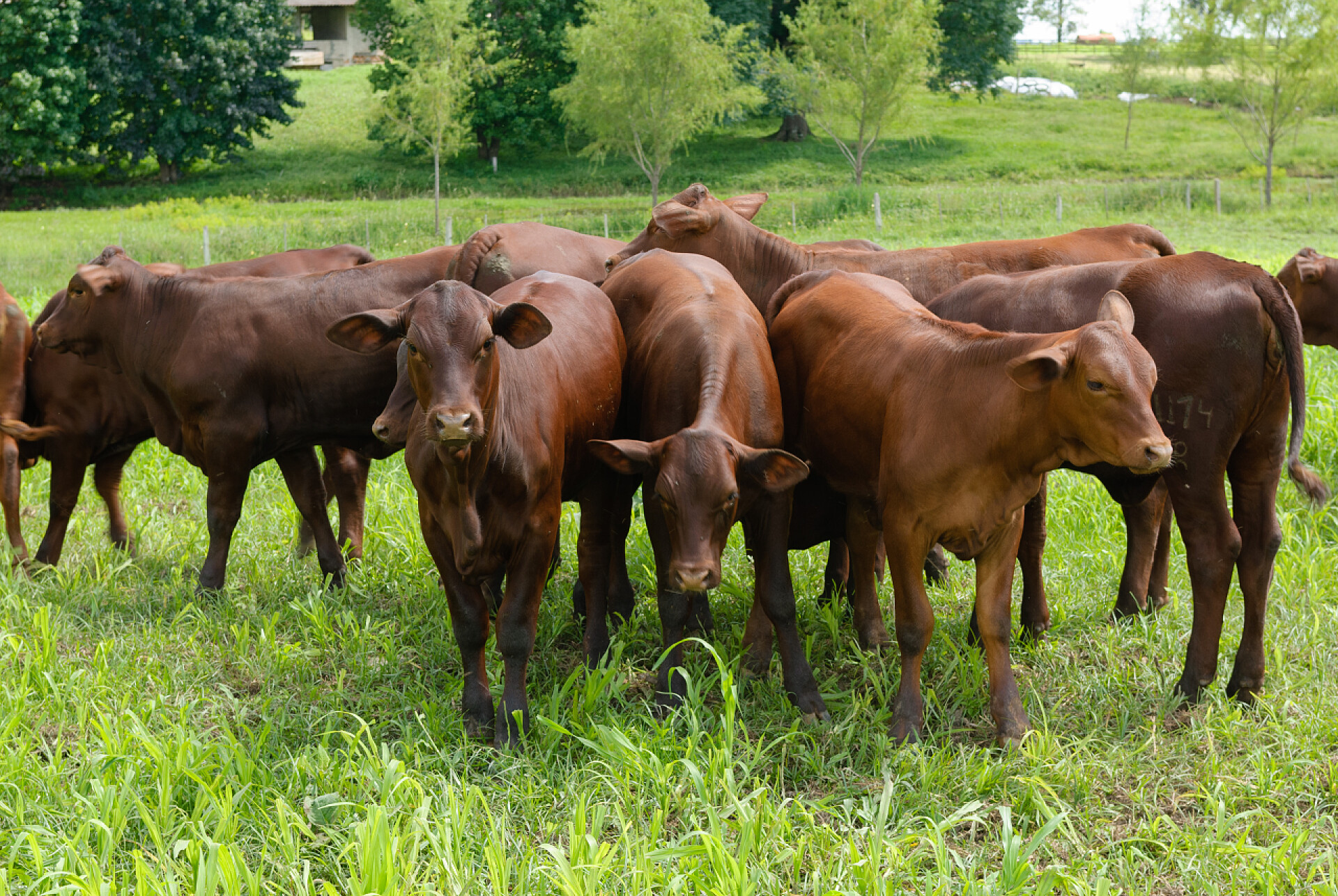 绿色草地上农场的奶牛Santa Gertrude农场的牛