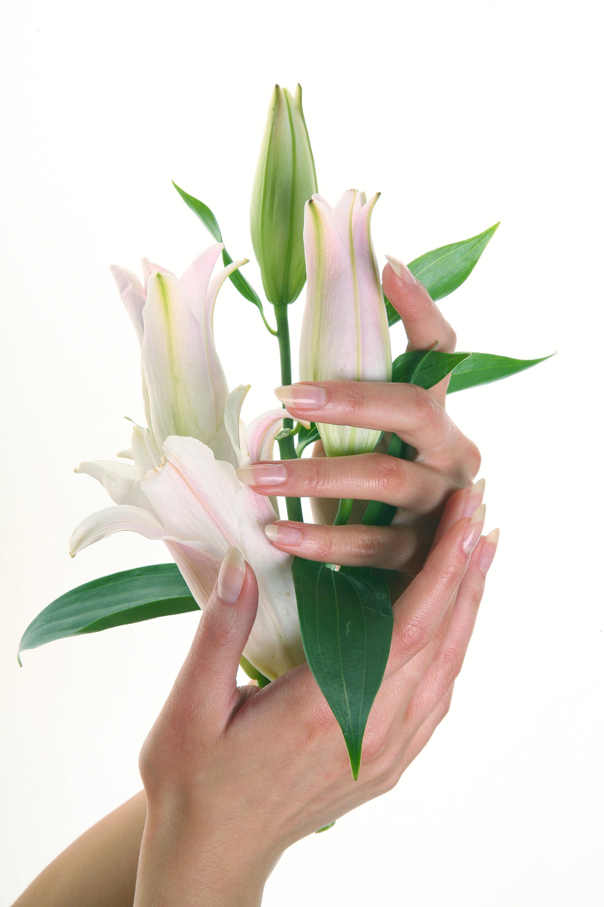 一双女性的手捧着鲜花在一个白色的背景音乐演播室里，女性手中的一朵孤零零的精致的白百合