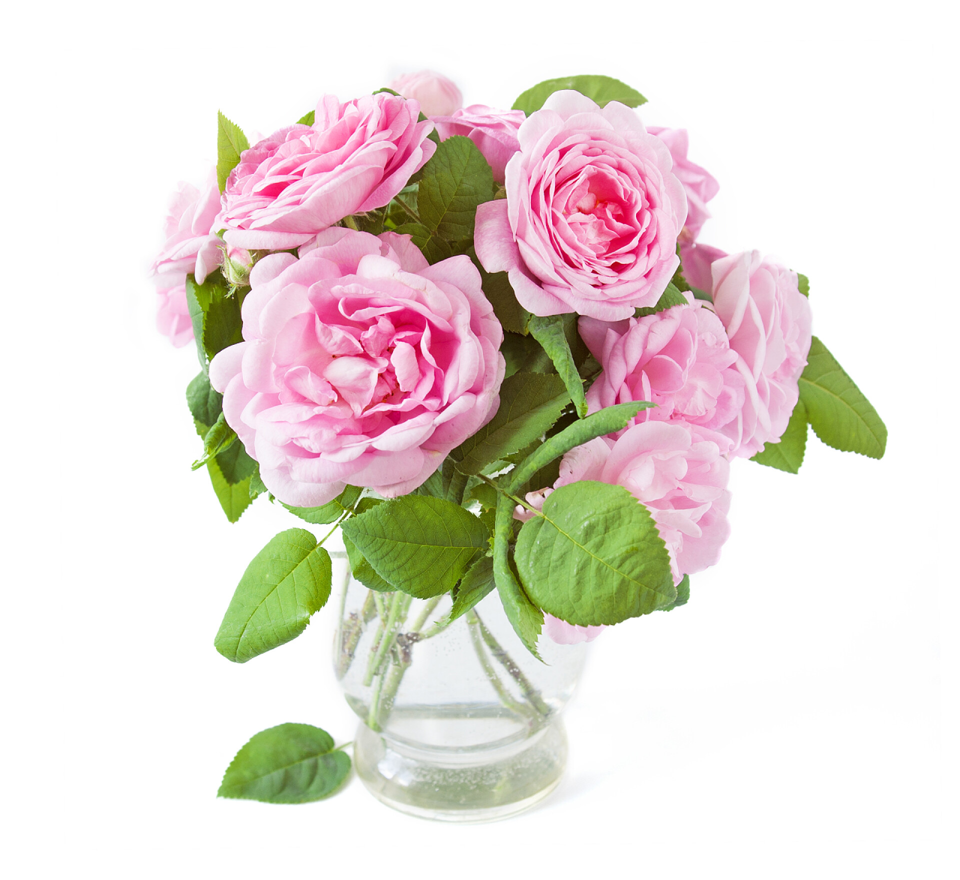 白色的背景上的玫瑰花花束美丽的玫瑰束在白色的背景上