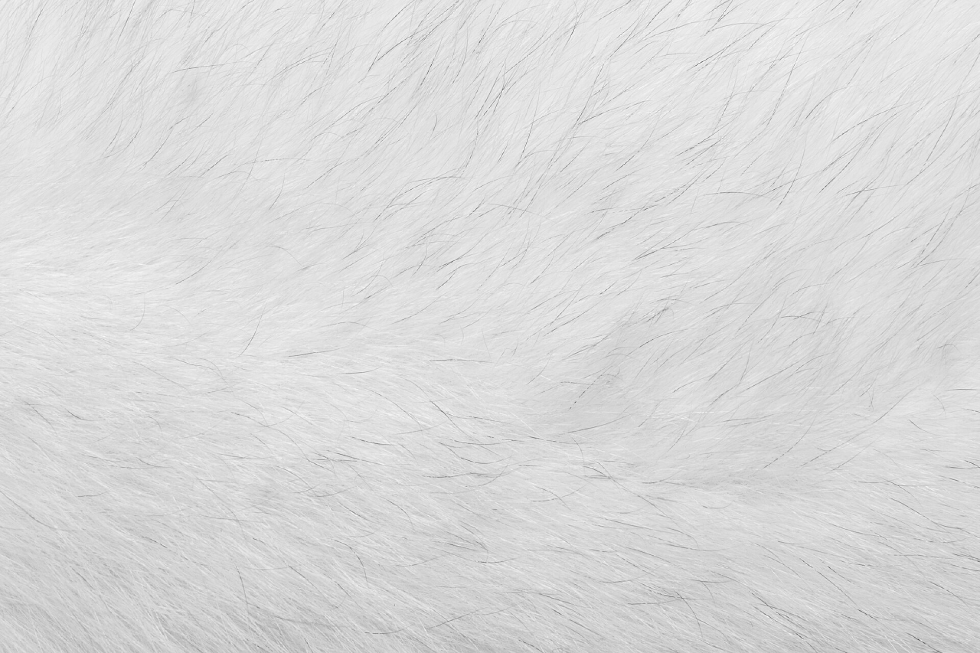 白色的天然动物毛发天然动物毛皮背景质感.白色北极（极地）狐狸毛特写